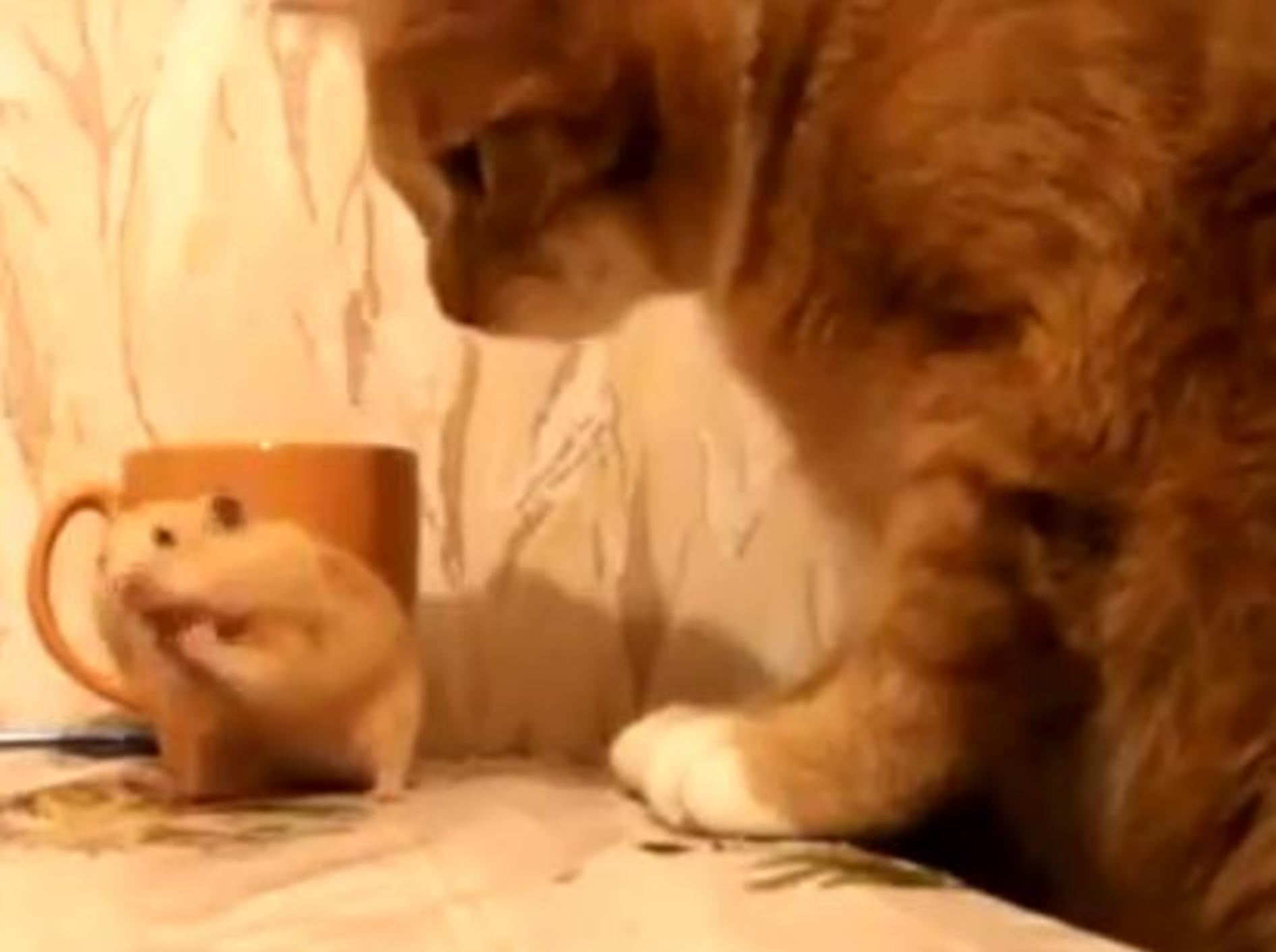 Lustige Begegnung: Nicht jede Katze ist ein Hamsterschreck — Bild: Youtube / ignoramusky