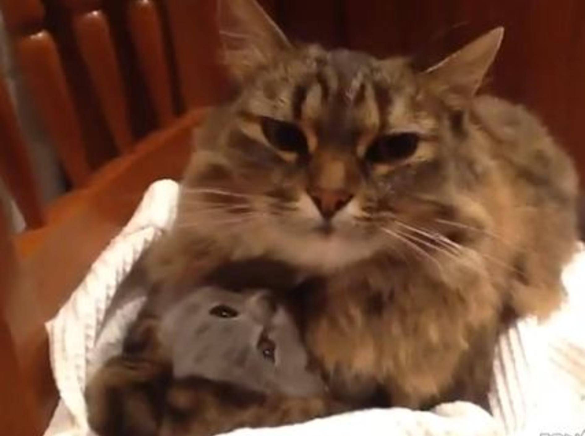 Katzenmama und Kitten: Kuscheliges Dreamteam — Bild: Youtube / ignoramusky