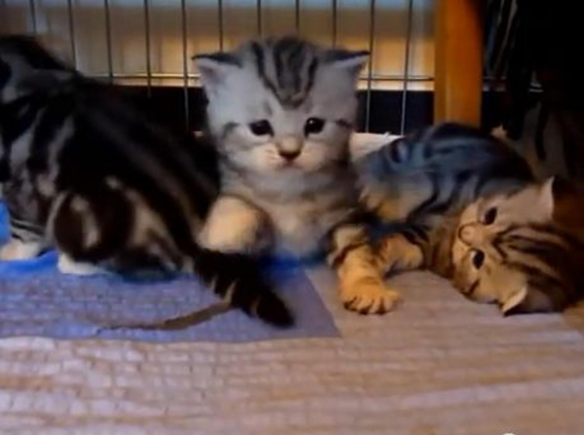 Bezaubernde erste Schritte: Katzenbabys lernen laufen — Bild: Youtube / Funnycatsandnicefish