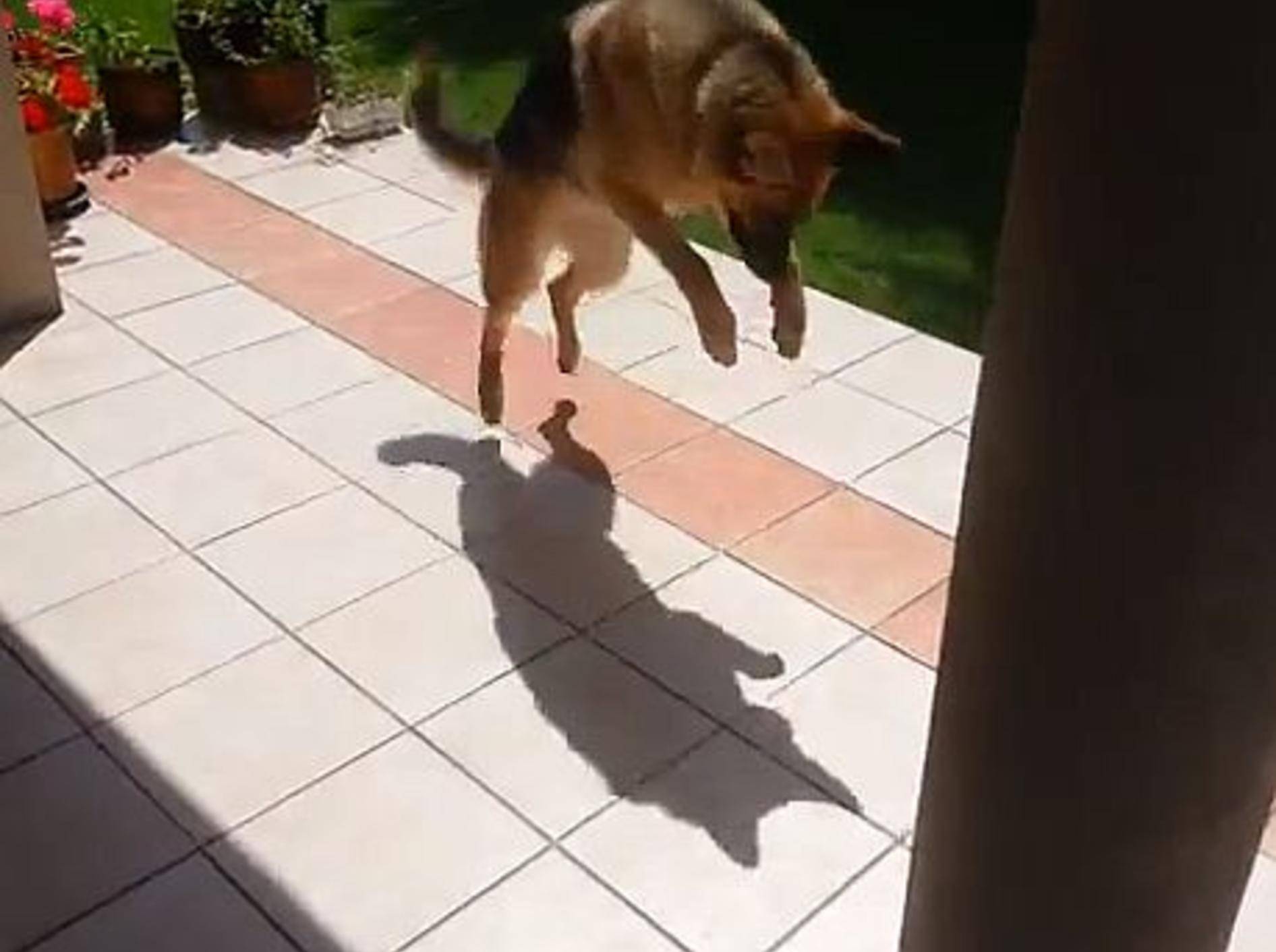 Lustiger Schäferhund legt sich mit seinem Schatten an — Bild: Youtube / gran fatha