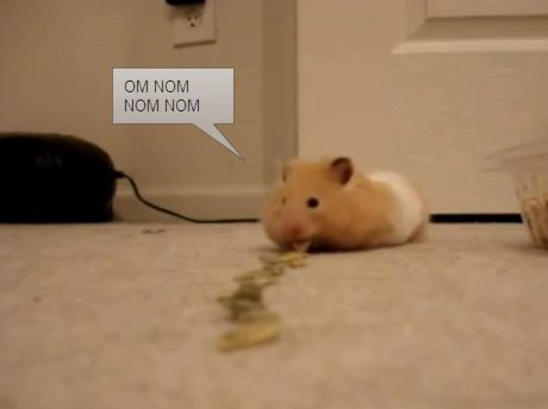 Süßer Hamster spielt Backentaschen-Staubsauger — Bild: Youtube / lumpymangos