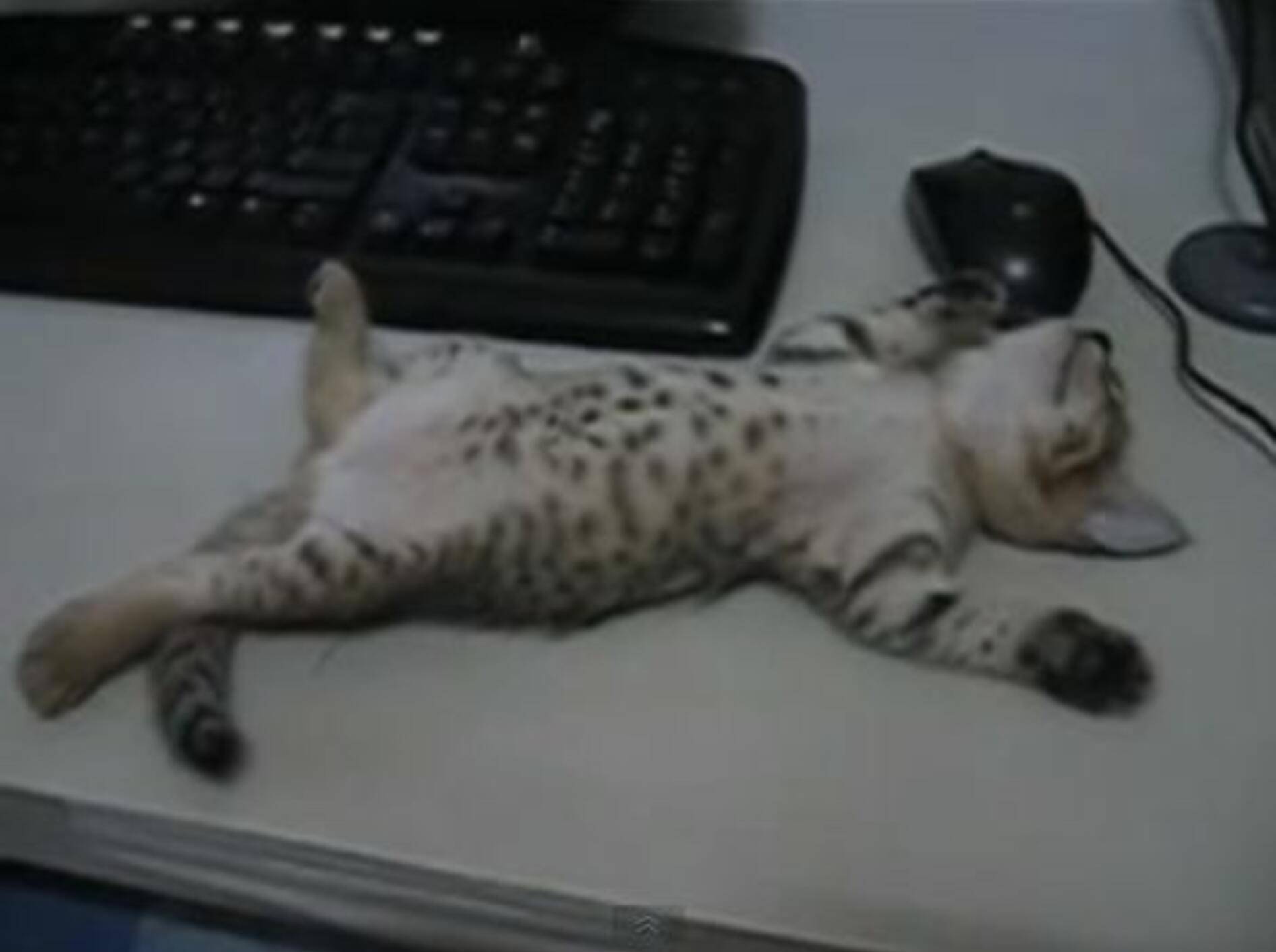 Babykätzchen schläft tiefenentspannt auf einem Tisch — Bild: Youtube / E min Loke