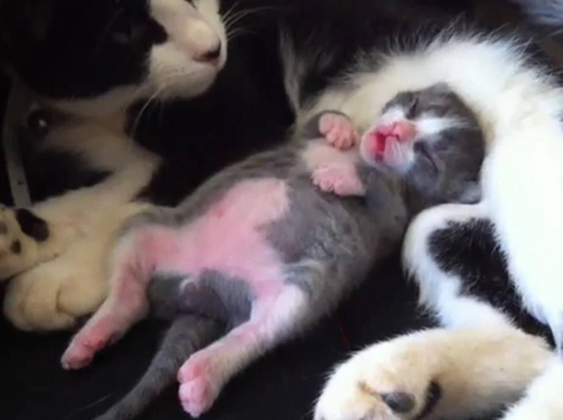 Katzenbaby kommt im Schalf in Tanzlaune