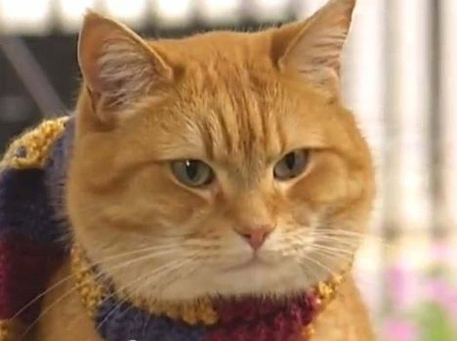 Streuner Bob: Ein Kater wird zum Lebensretter — Bild: Youtube / Goldfinger200·