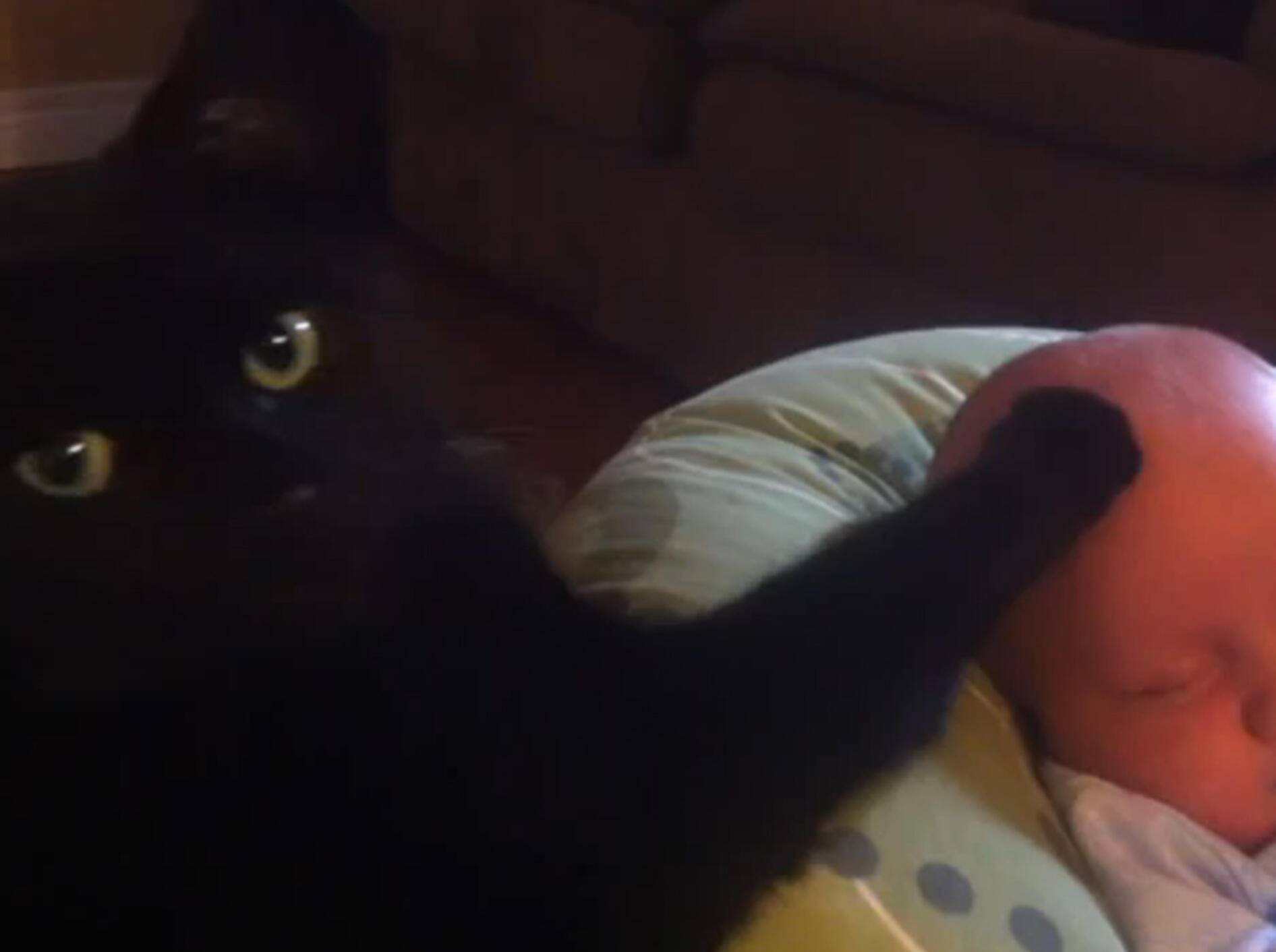 Katze streichelt Baby in den Schlaf