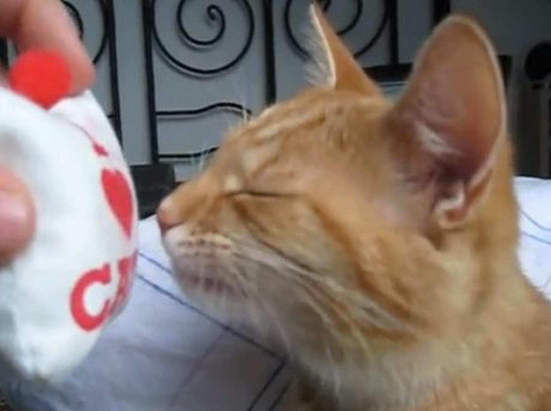 Lustiger Stubentiger: Katzenminze? Nein danke! — Bild: Youtube / Godslayercampain