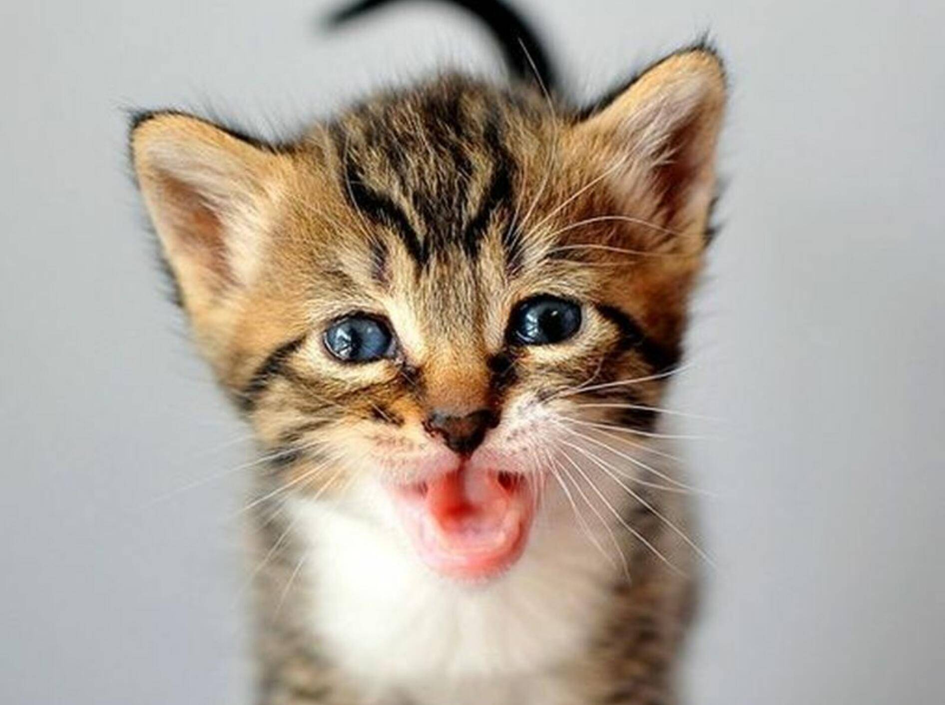 Miau und bis zum nächsten Mal: Das ist die letzte Katze in unserer Runde — Bild: Shutterstock / Tsvetkov