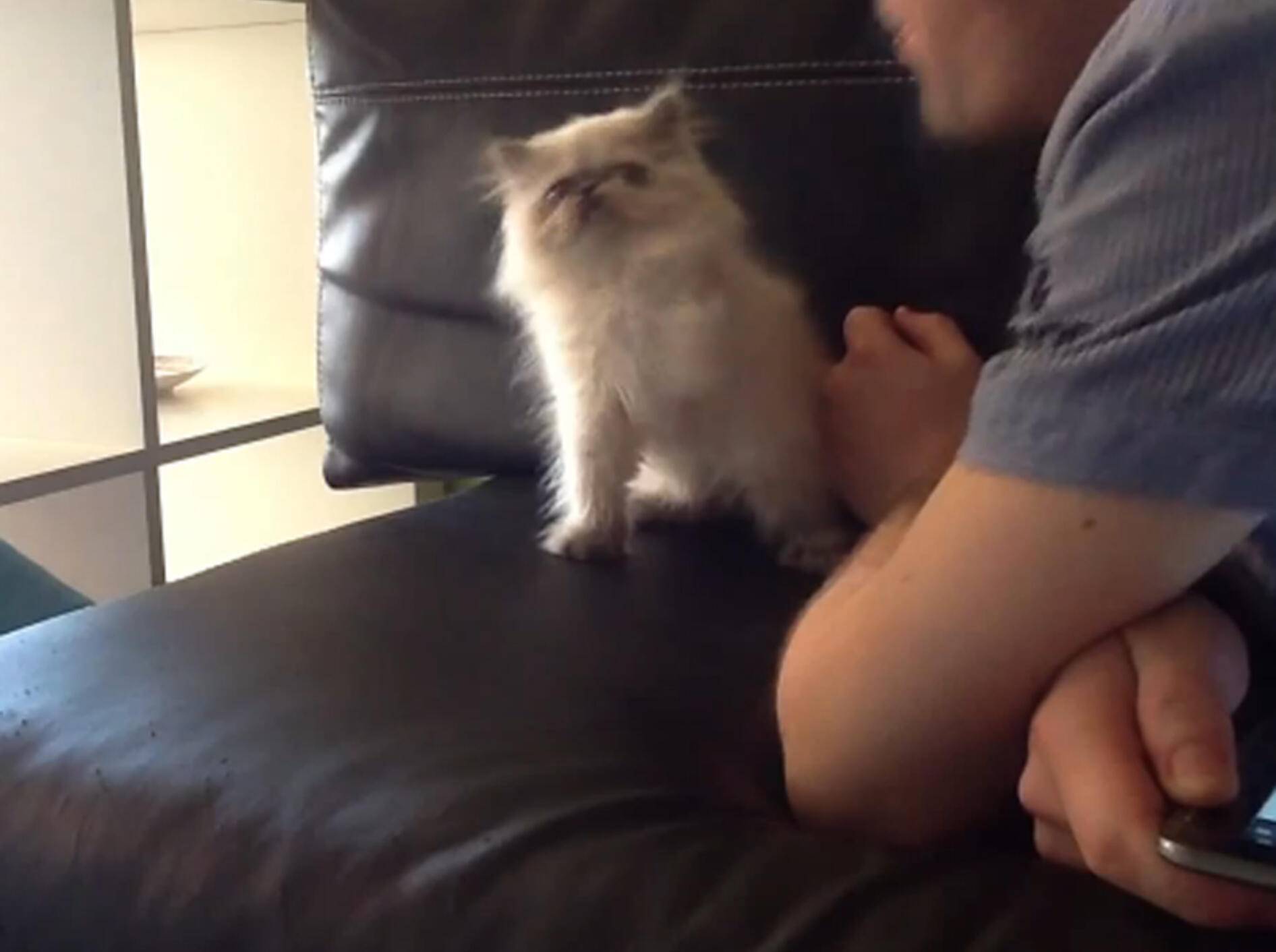 Süße Katze macht Boxkampf: "Das ist doch aus der Luft gegriffen!"