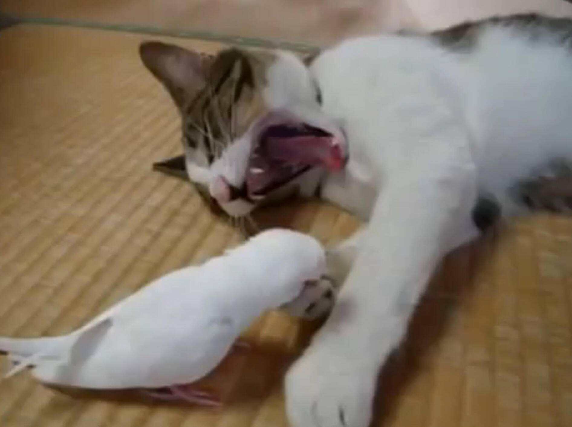 Vogel weckt seinen Katzenkumpel