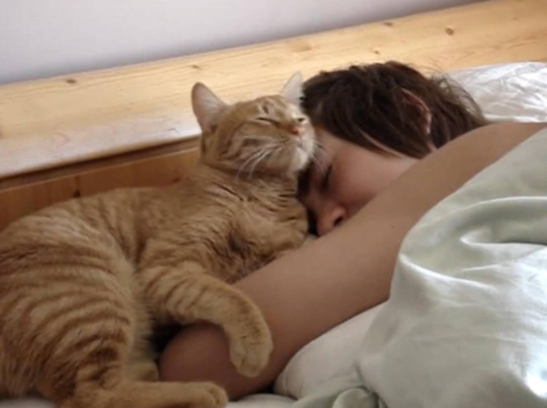 Der vielleicht liebevollste Weckservice einer Katze