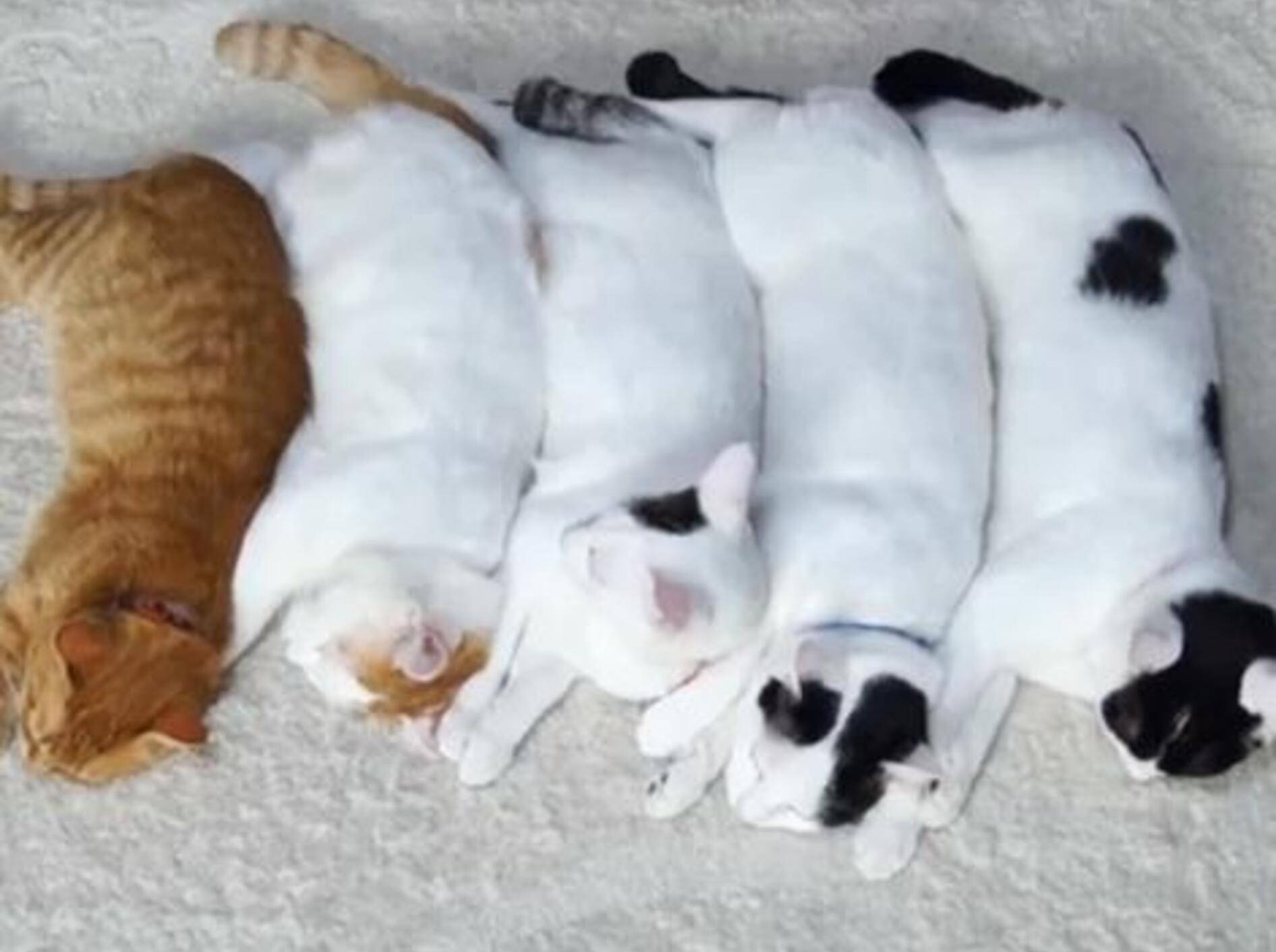 Kätzchen Shiro gibt eine zuckersüße Übernachtungsparty — Bild: Youtube / shironekoshiro