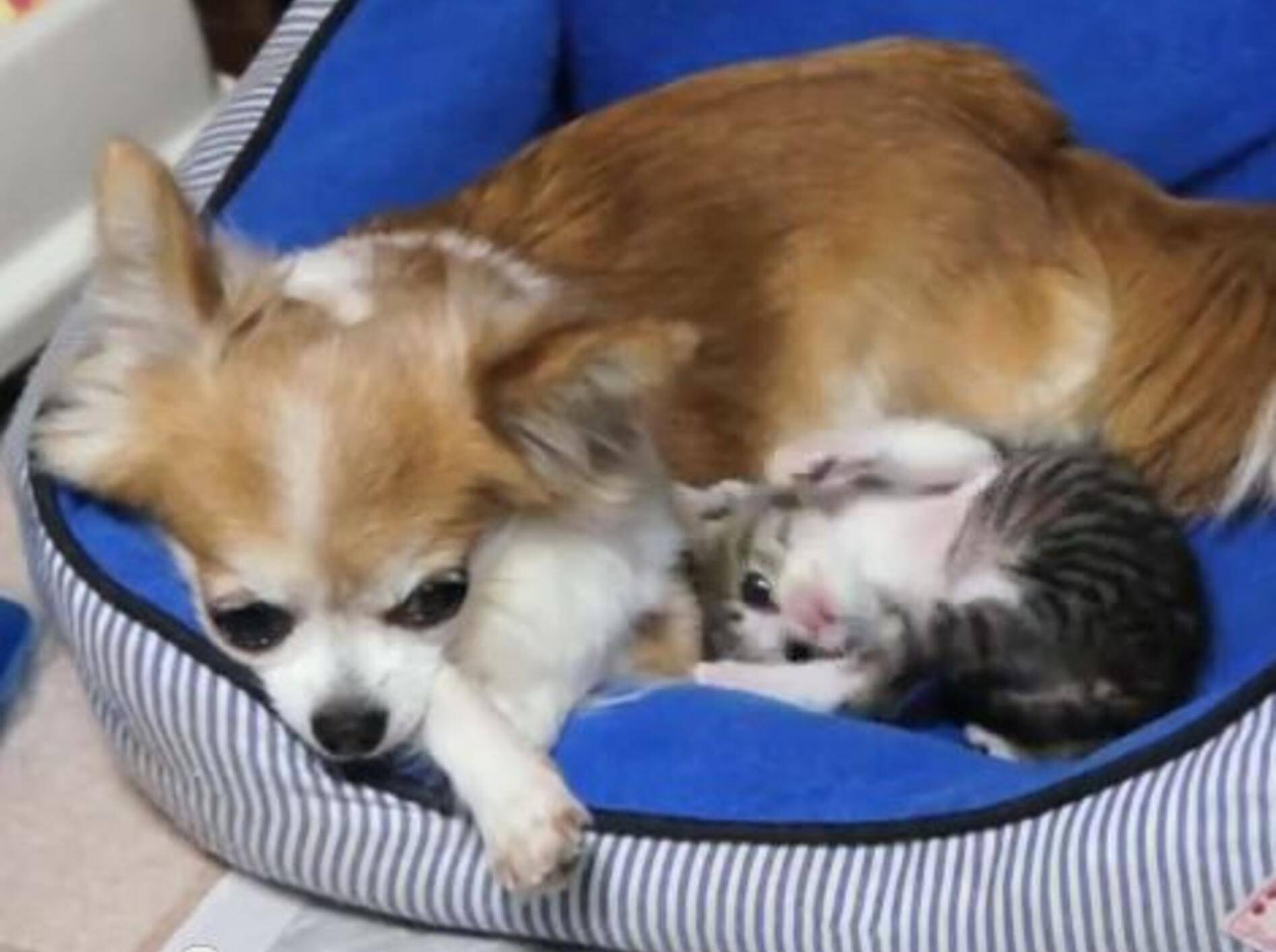 Ohagi und der Chihuahua: Wo die Liebe hinfällt — Bild: Youtube / MAKO0MAKO0