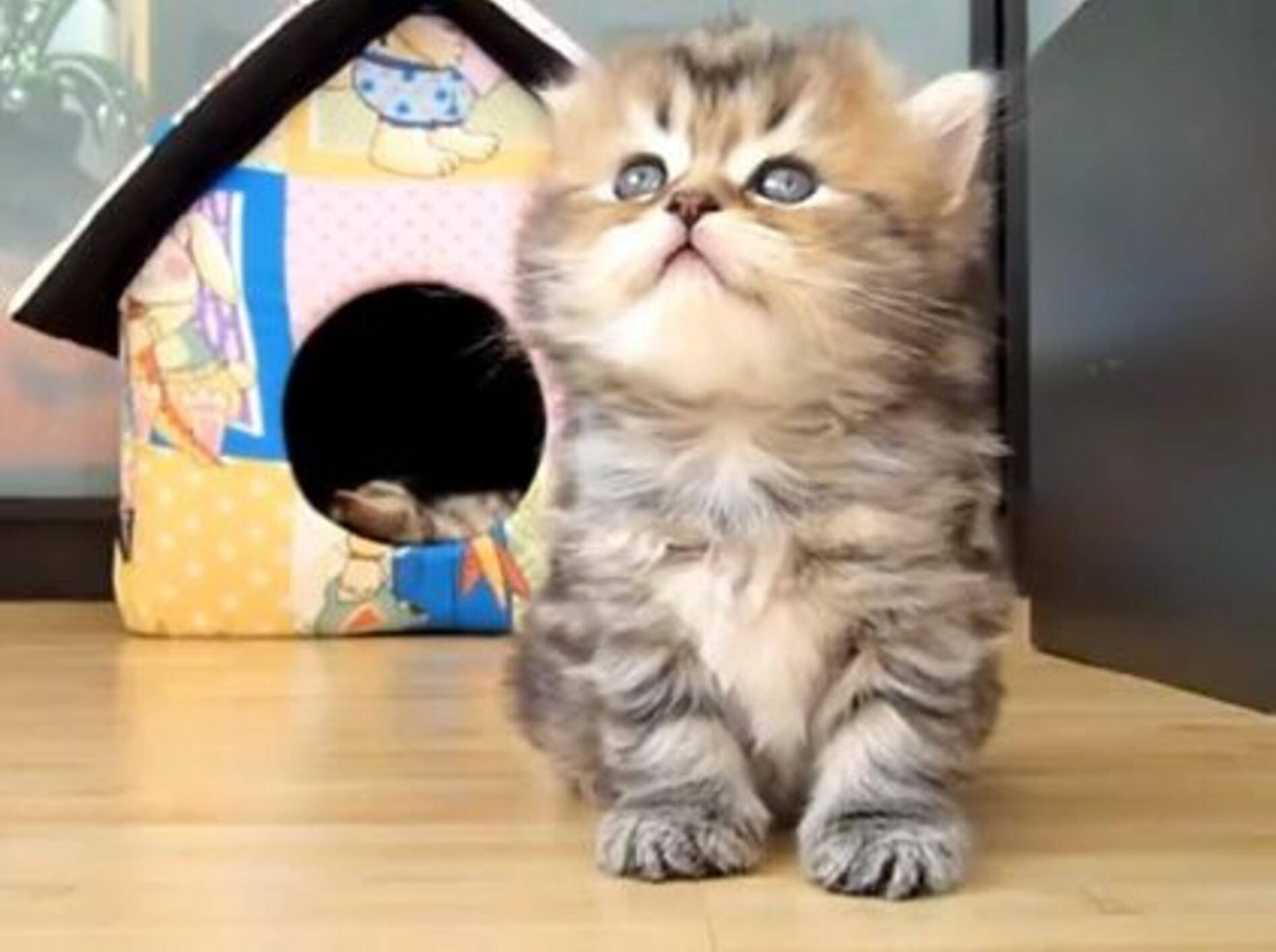 Hallo Panda! Ein Katzenbaby lernt die Welt kennen — Bild: Youtube / Funnycatsandnicefish