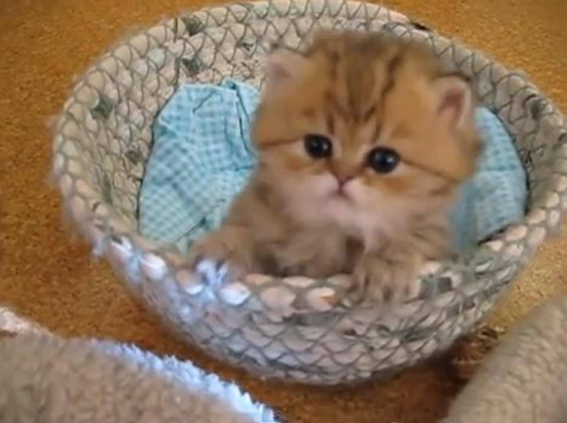 Kuschelalarm: Vorhang auf für Katzenbaby Cricket — Bild: Youtube / mythicbells