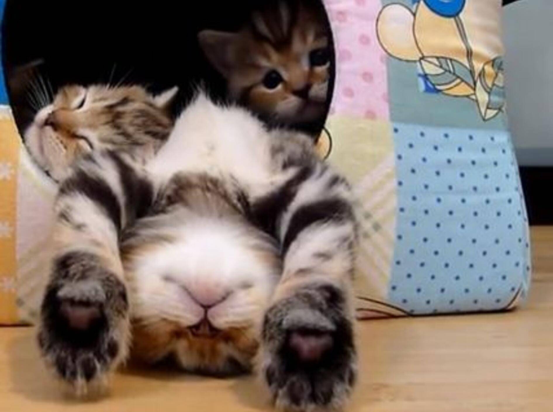 Höfliches Katzenbaby Pikachu will nicht stören — Bild: Youtube / Funnycatsandnicefish