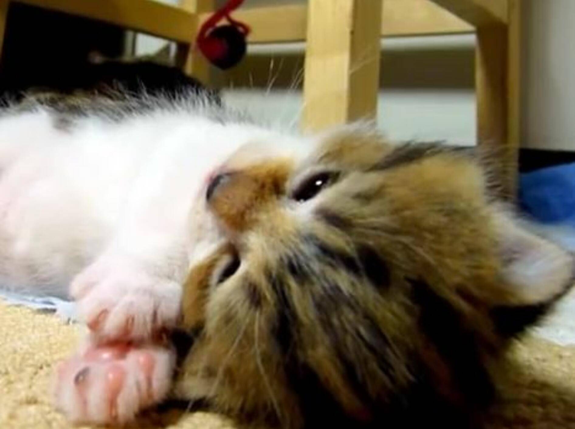 Bezauberndes Katzenbaby Rocky ist sooo müde — Bild: Youtube / FunnyCatsChronicle