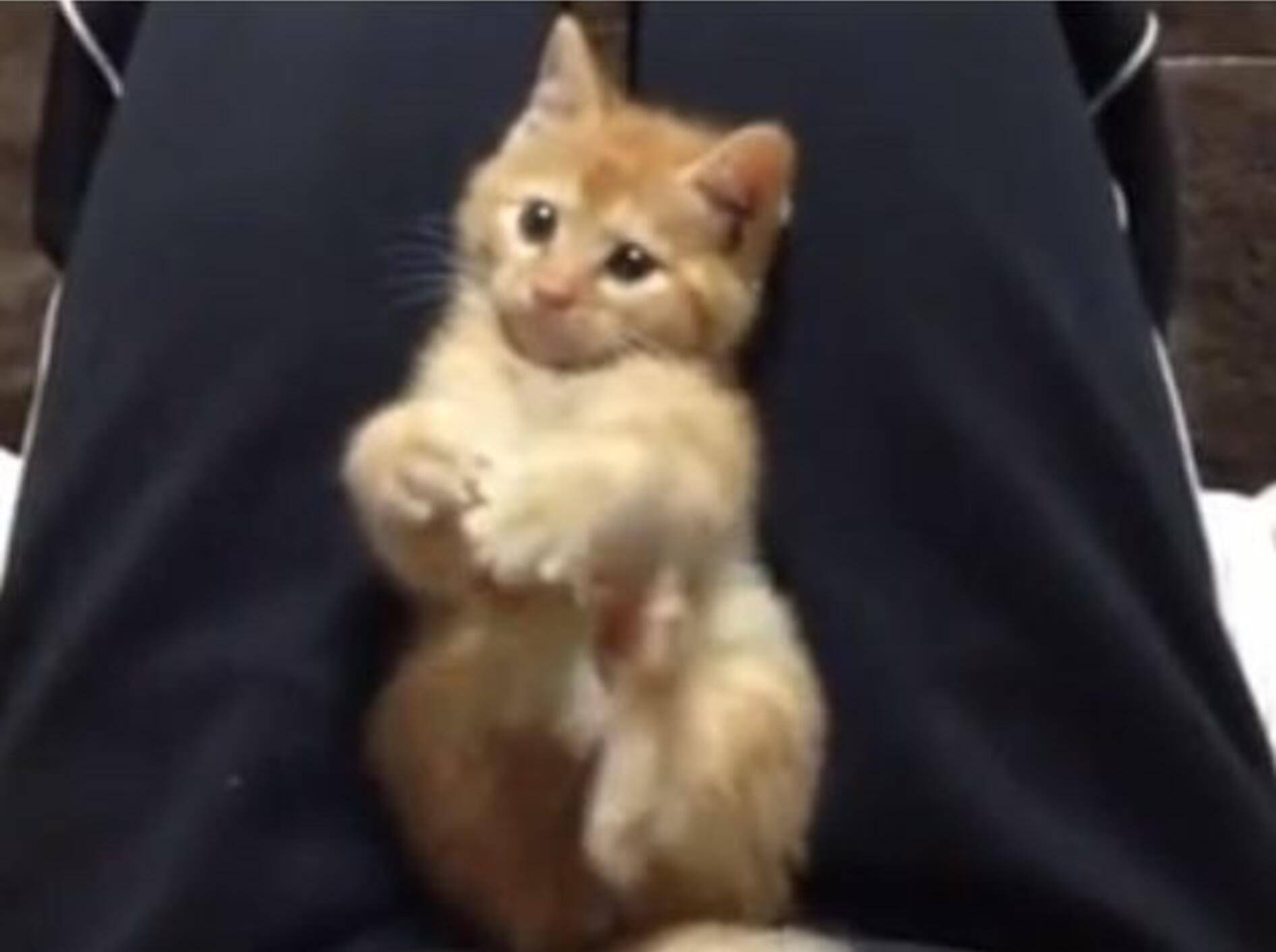 Rotes Kätzchen: Kitzelspaß und Fußgymnastik — Bild: Youtube / doronkoketaro