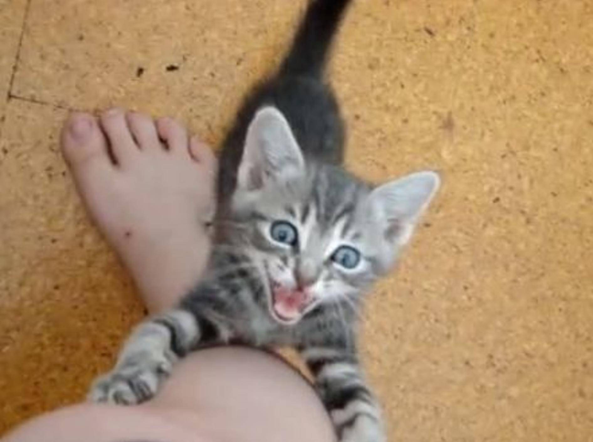 Kätzchen Scout hat Hunger: Schneller, Herrchen!!! — Bild: Youtube / Grishnaw