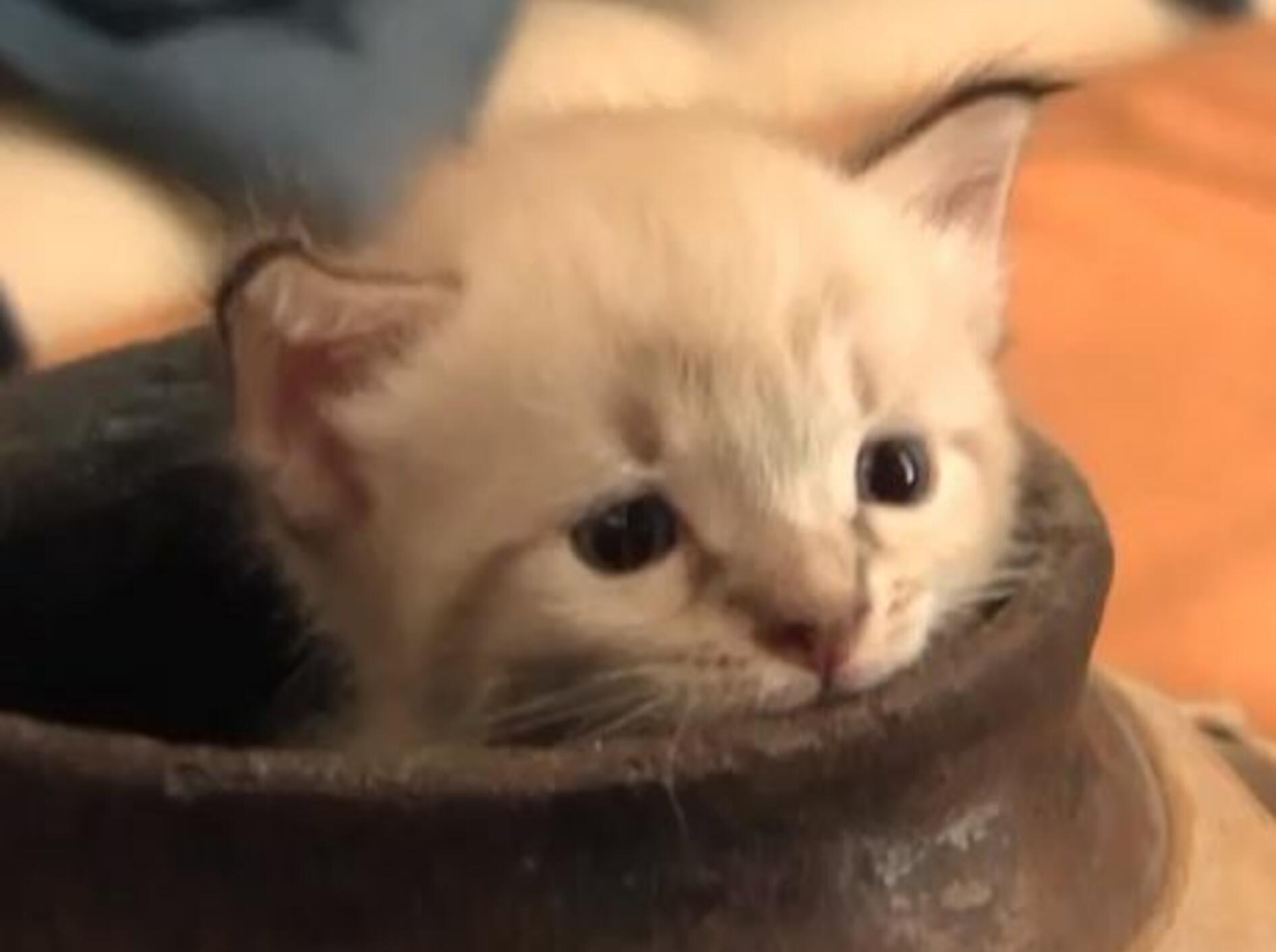 Kätzchen in der Vase: Versteckenspielen für Anfänger — Bild: Youtube / Aloeway