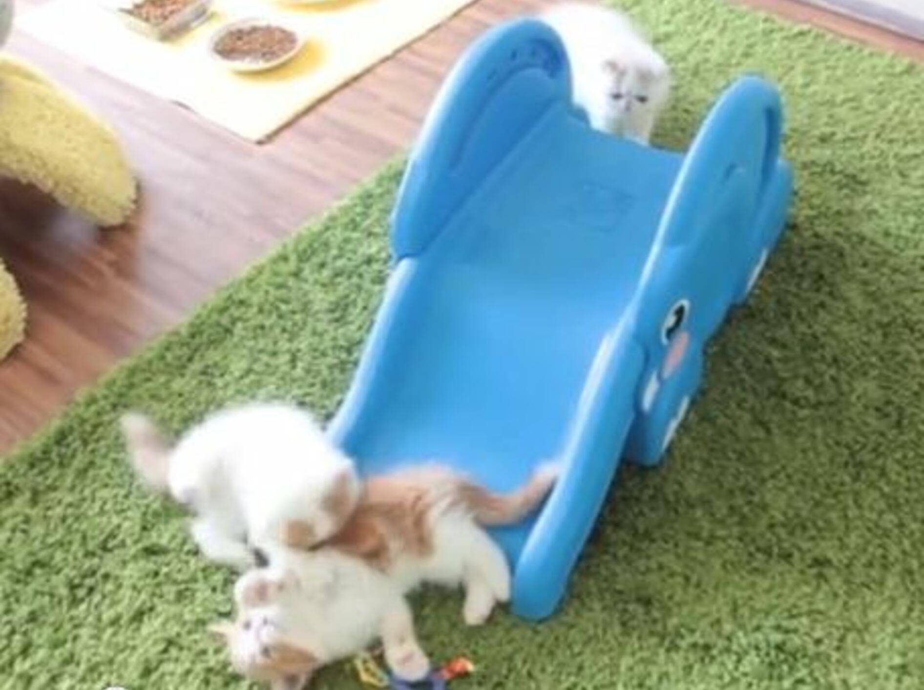 Achtung, jetzt kommen wir: Katzenbabys erobern Rutsche — Bild: Youtube / sweetfurx4