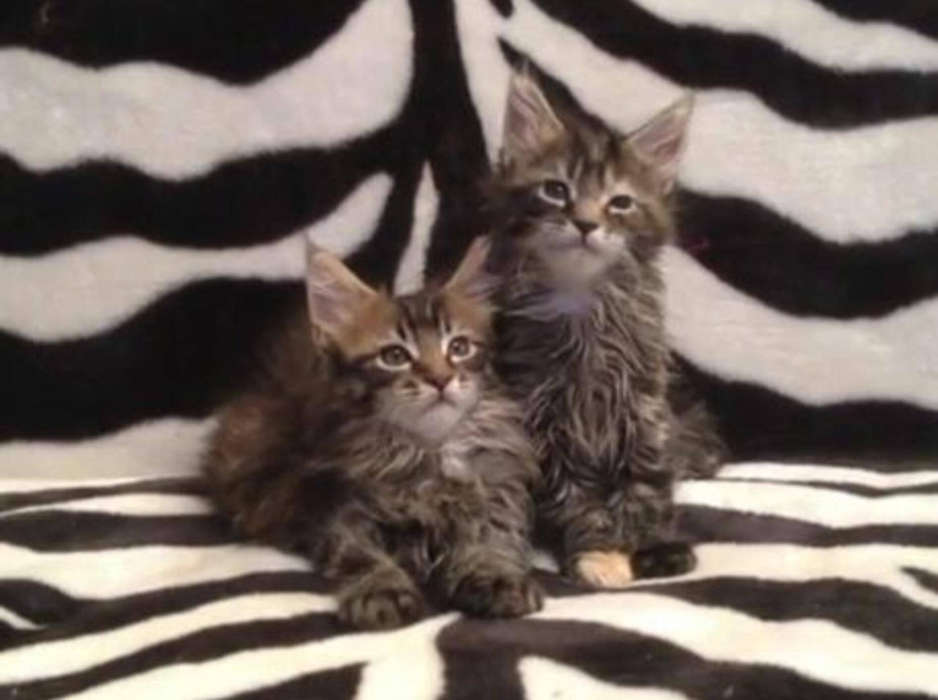 Maine-Coon-Katzenbabys sind top-synchronisiert — Bild: Youtube / Владимир Куликов