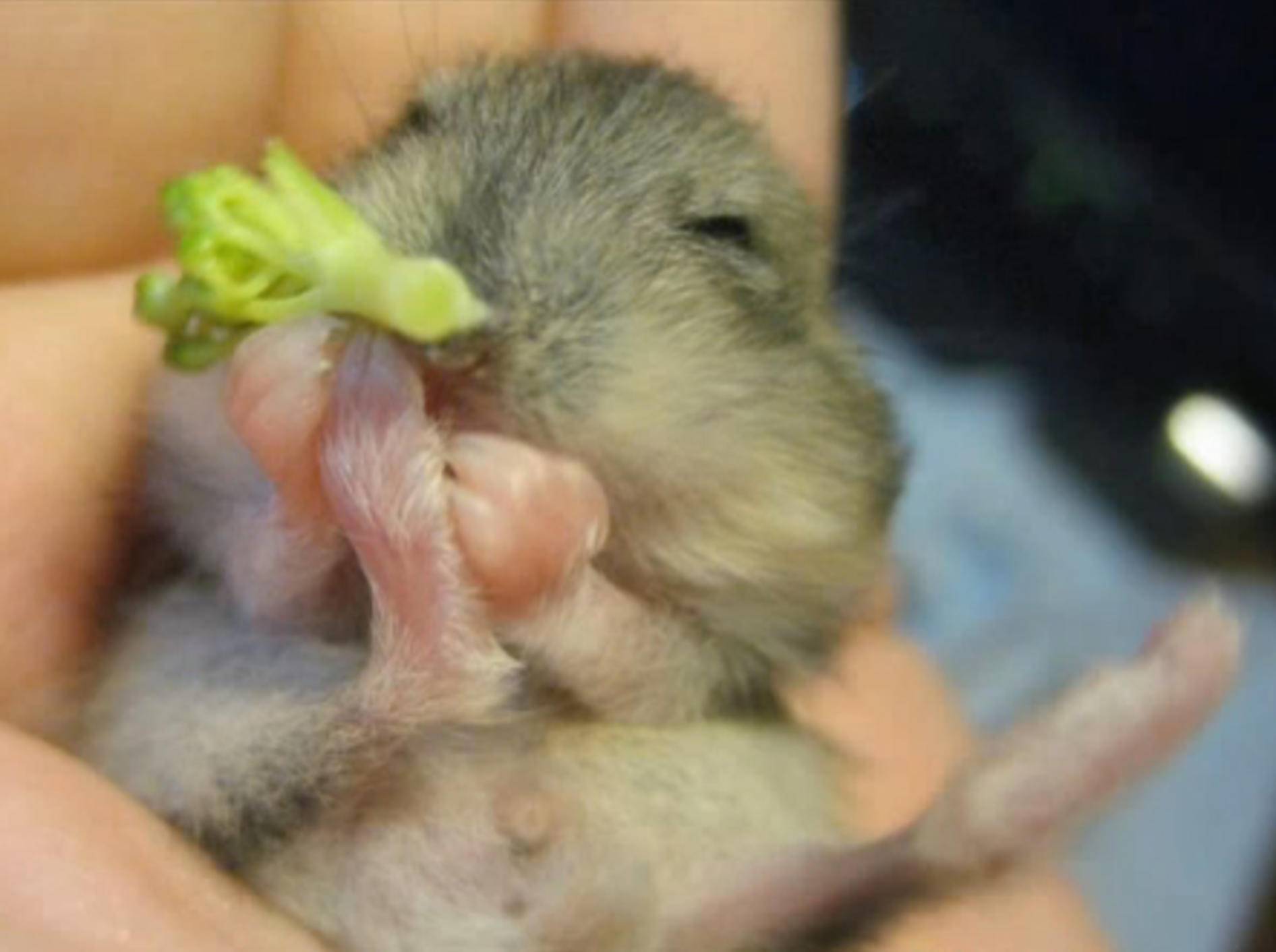Hamsterbaby "Mocha" knabbert seinen ersten Brokkoli