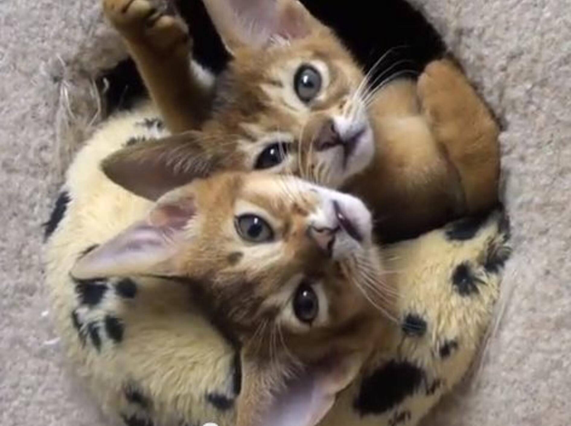 Zwei Katzenbabys präsentieren: Spielpause auf Abessinierkätzchen-Art — Bild: Youtube / Abayomiabys·