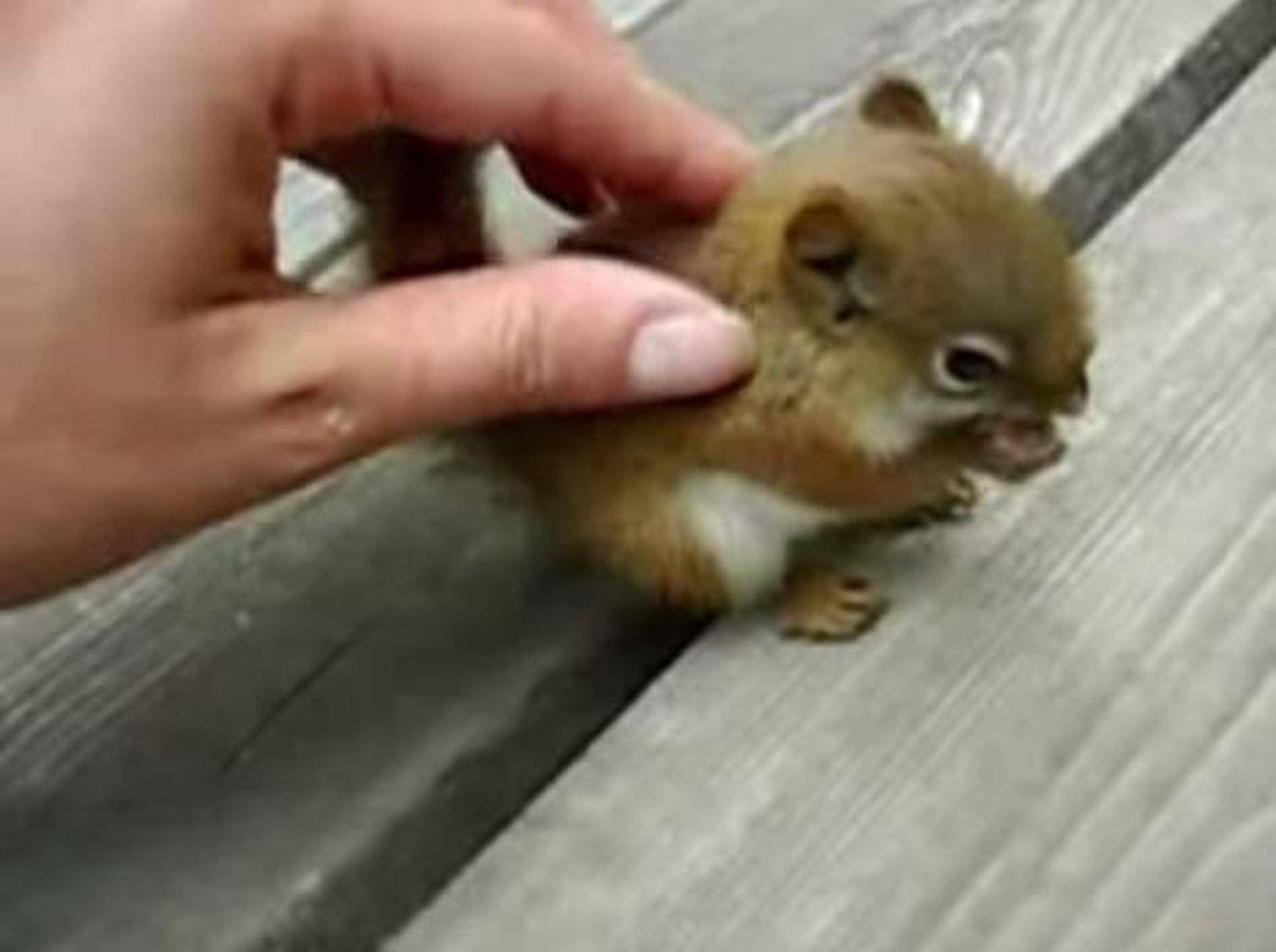 Einmal Eichhörnchen-Baby streicheln für alle — Bild: Youtube / UvrnutaStvar
