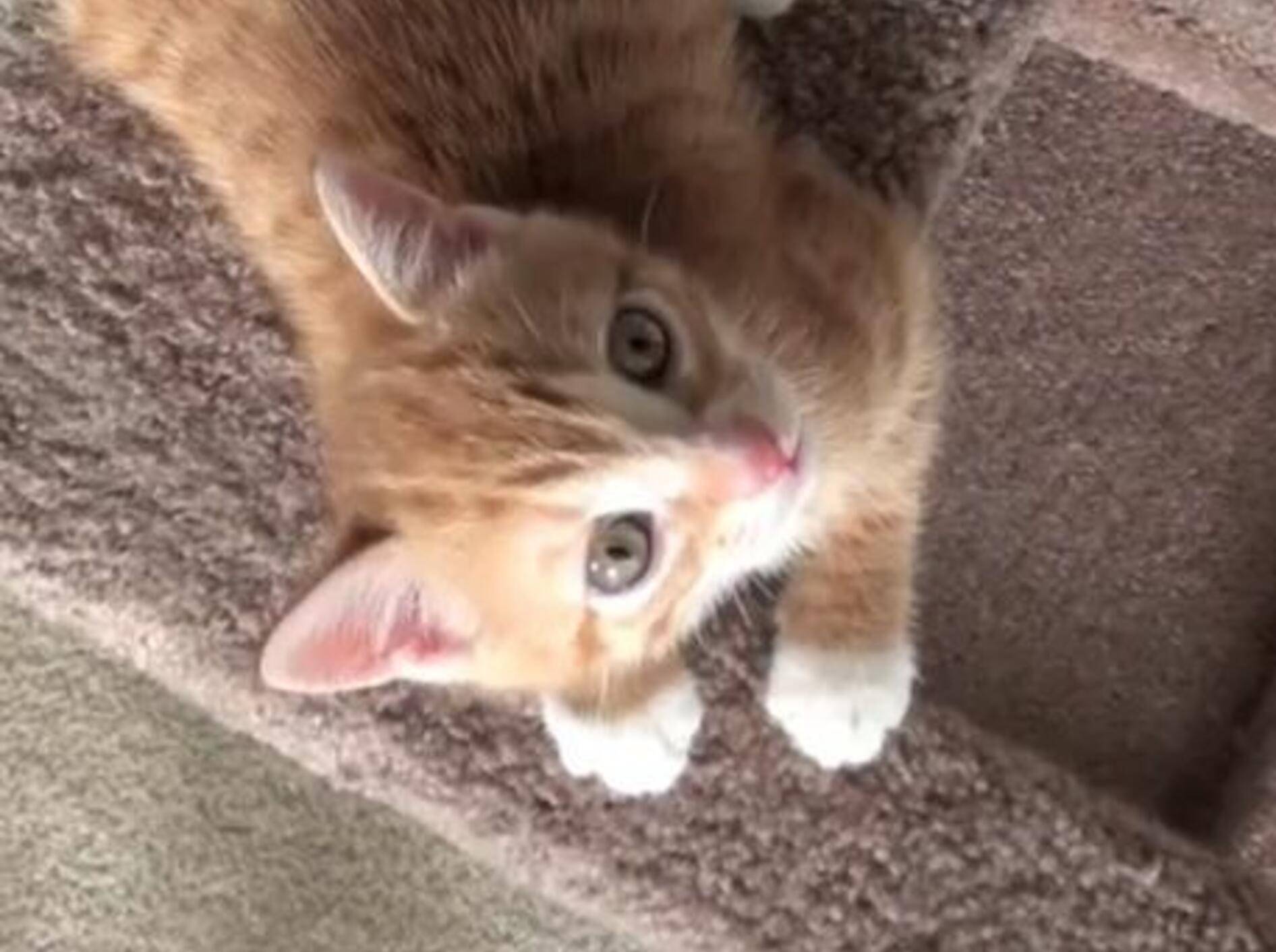 Trefft Marmalade: Ein süßer Kater findet ein Zuhause — Bild: Youtube / Chris Poole