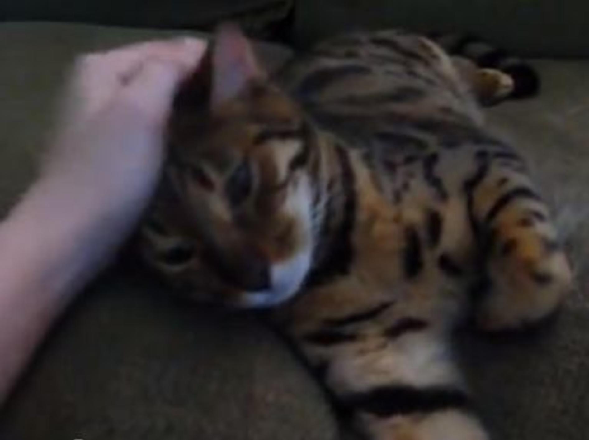 Hübsche Samtpfote: Katze oder Mini-Tiger? — Bild: Youtube / Chocolatecake9000