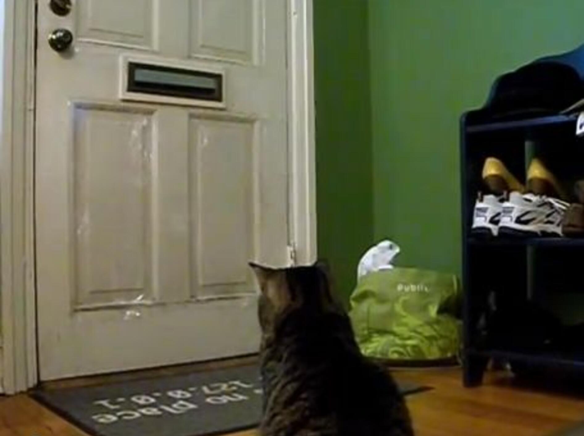 Und ab die Post! Ein Kätzchen freut sich auf den Briefträger — Bild: Youtube / tikigoth