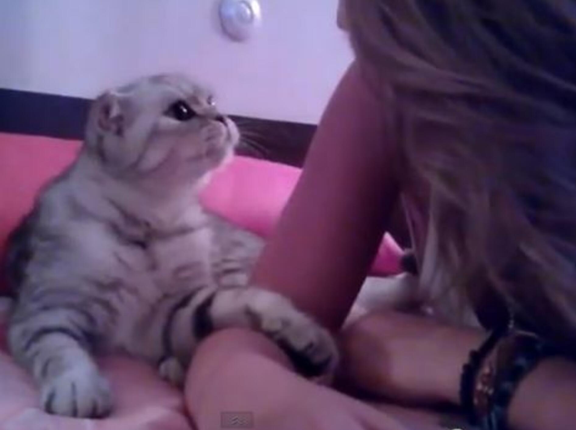 Anhängliches Kätzchen möchte sooo gern ein Bussi — Bild: Youtube / Farikvlog