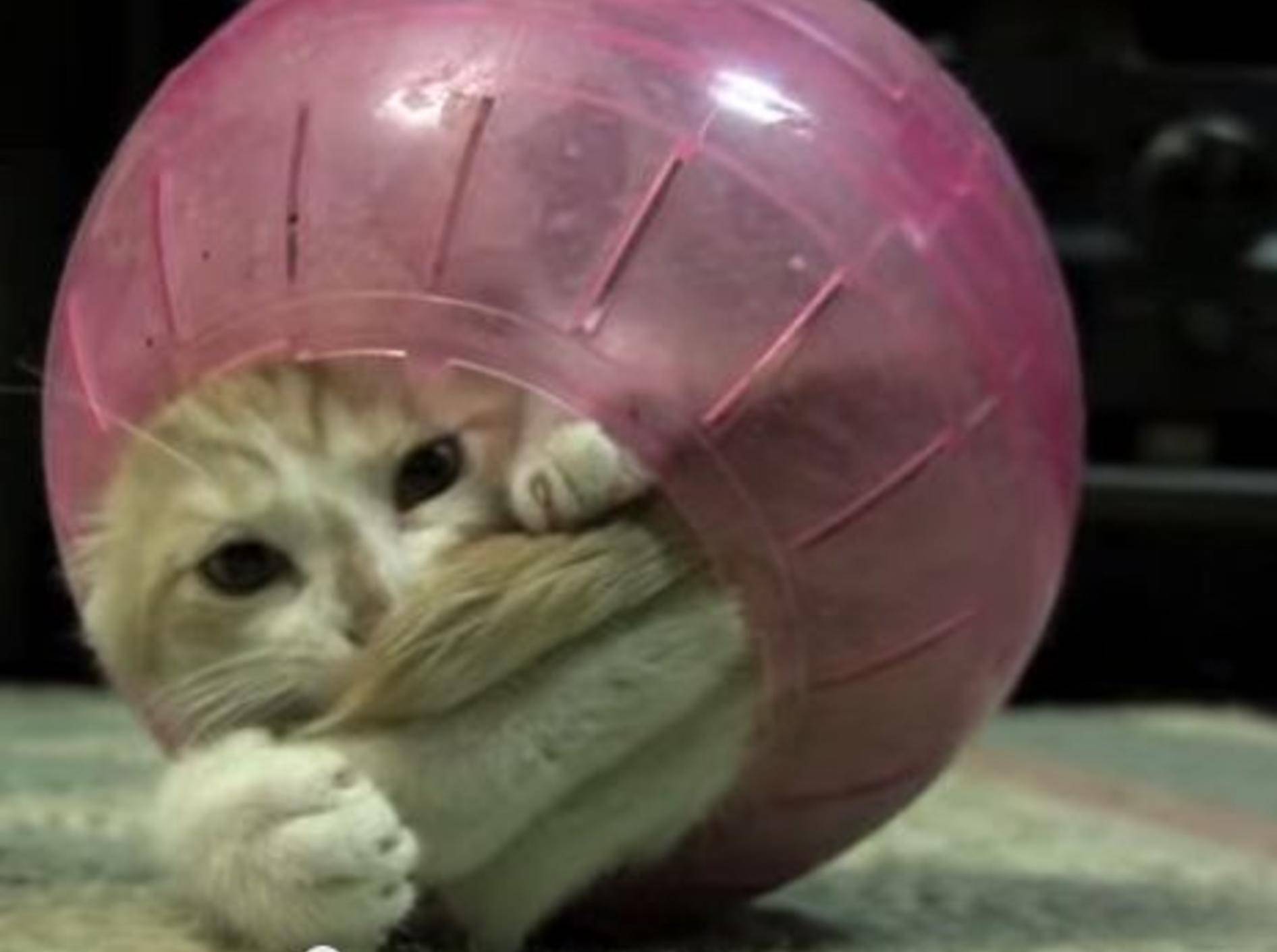 Diese Kitten sind sich einig: Hamsterbälle sind klasse! — Bild: Youtube / lekilimark
