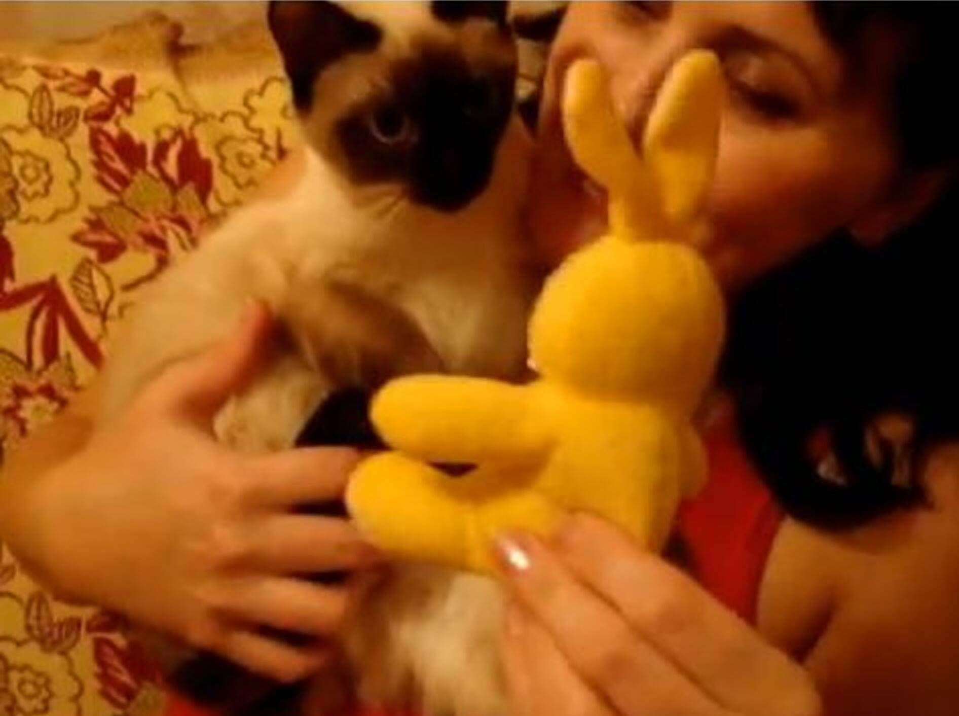 Siam-Katze und Kuscheltier: Süß und süß gesellt sich gern — Bild: Youtube / Дмитрий Матвеев