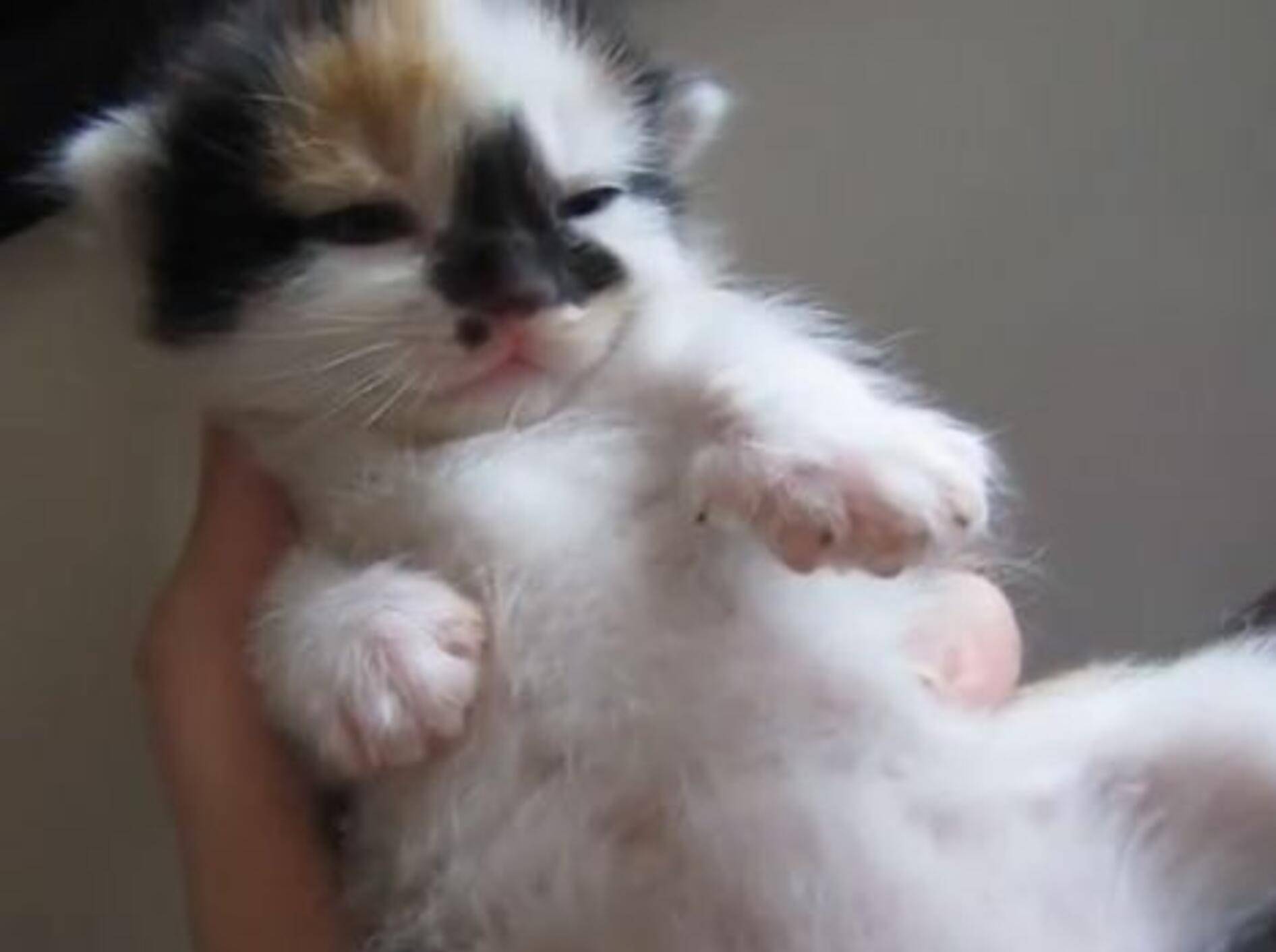 Buntes Katzenbaby ist müde, müder, am müdesten — Bild: Youtube / Sage AndUno·