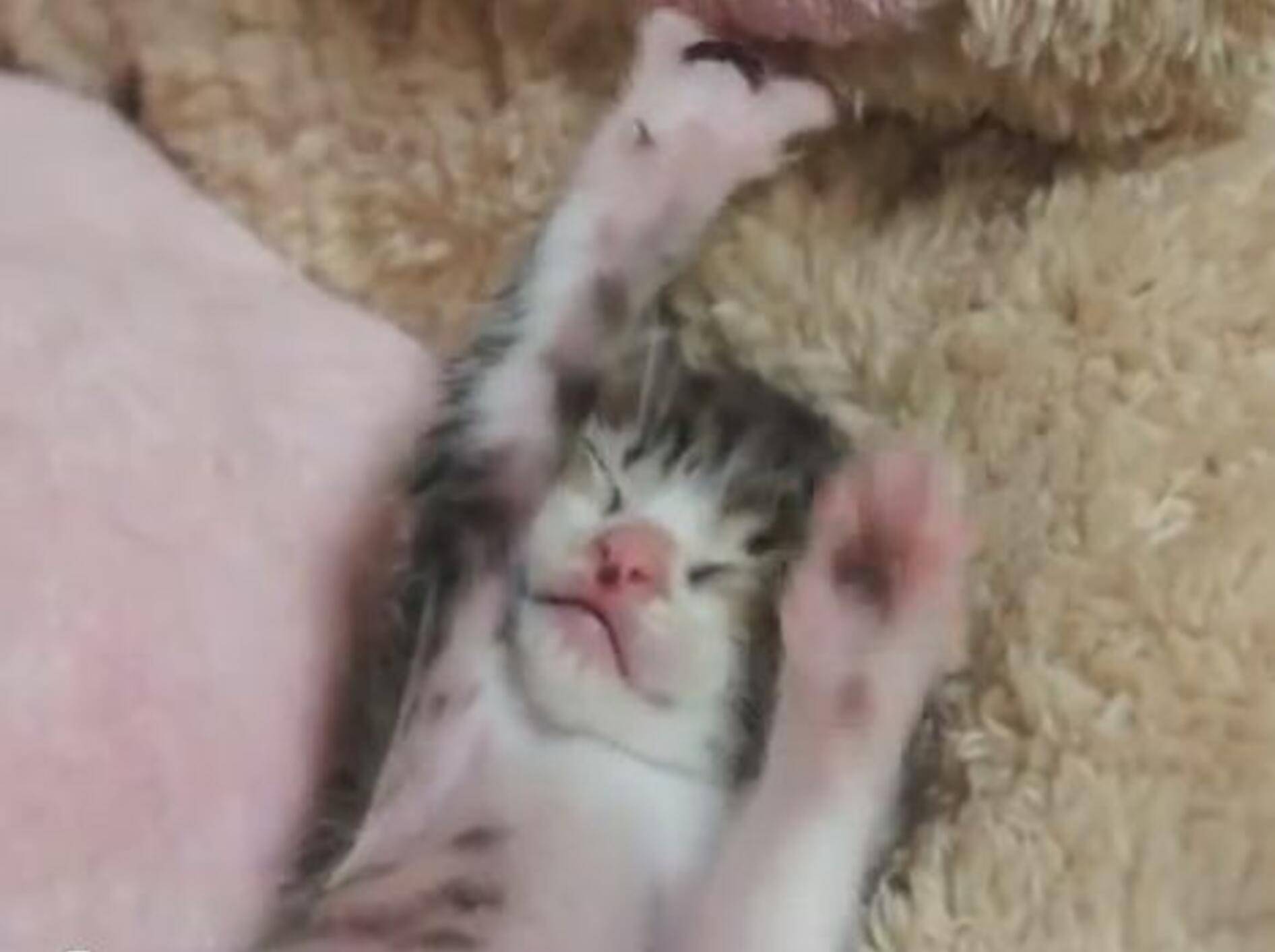 Kleine Compilation: Die müdesten Kätzchen der Welt — Bild: Youtube / David Cloutier