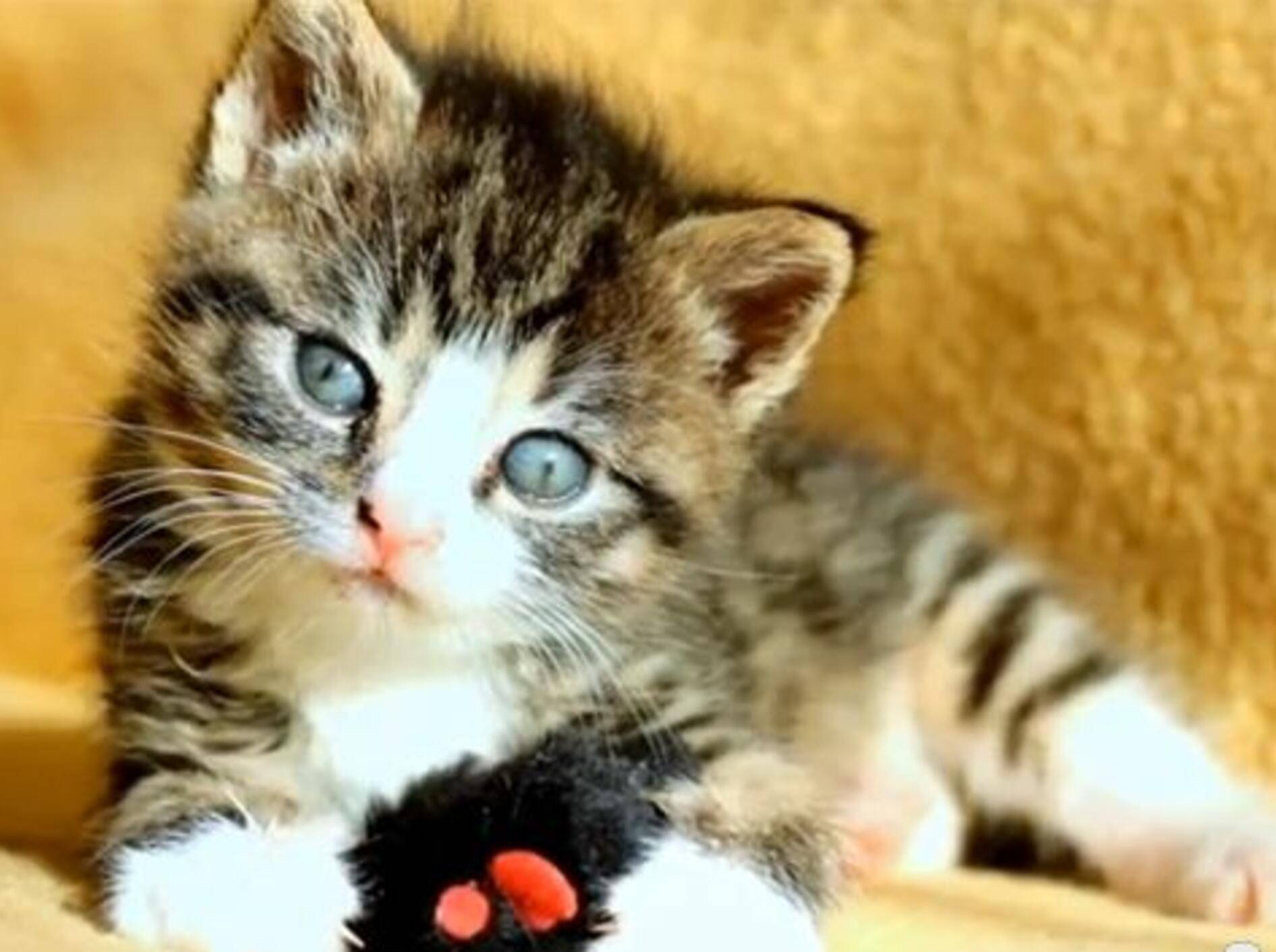 Ein schöner Tag mit Katzenbaby Nikita — Bild: Youtube / Krzysztof Smejlis