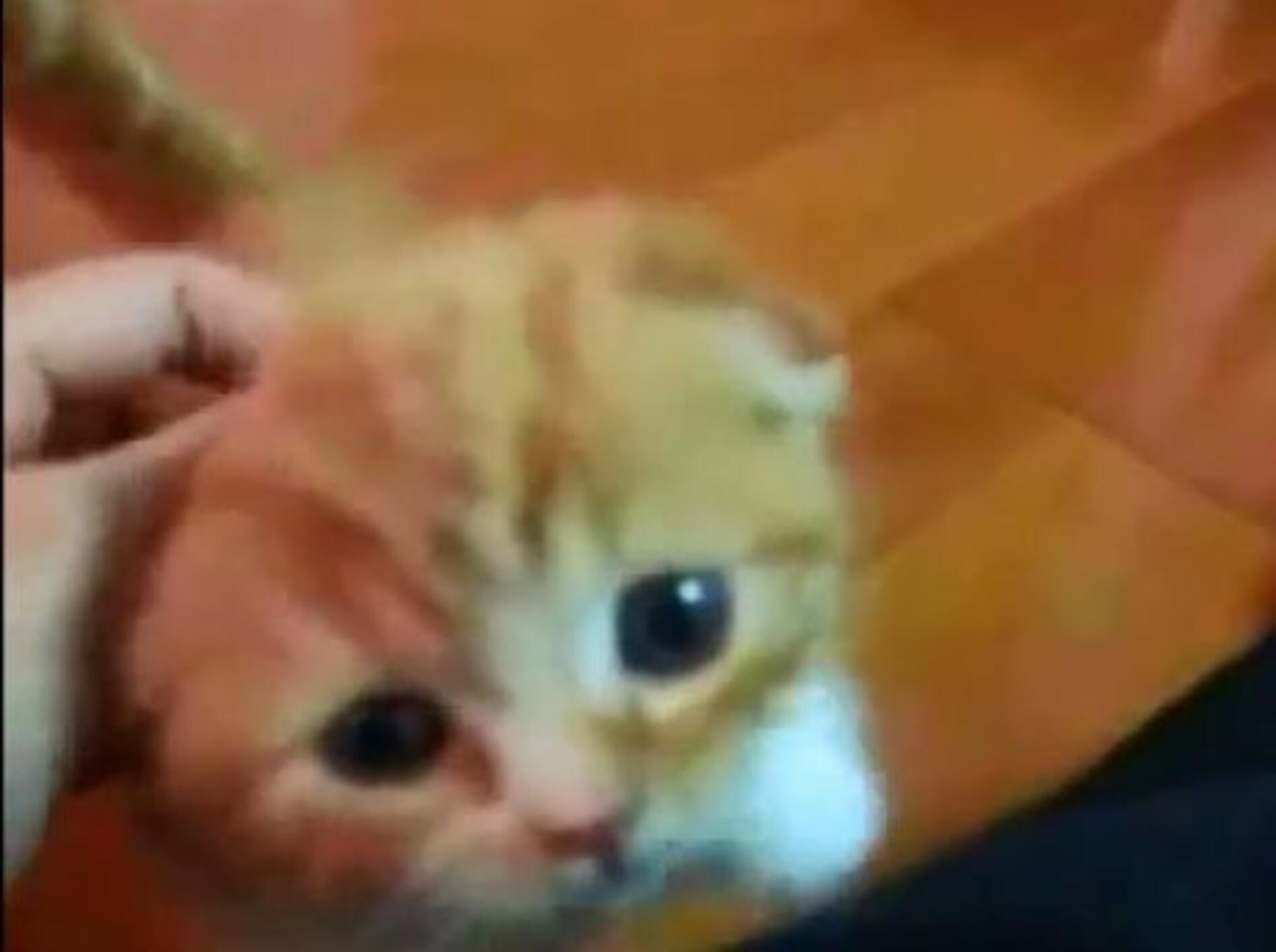 Rotes Schmusekätzchen kommt zum Streicheln vorbei — Bild: Youtube / katzenvideos2011