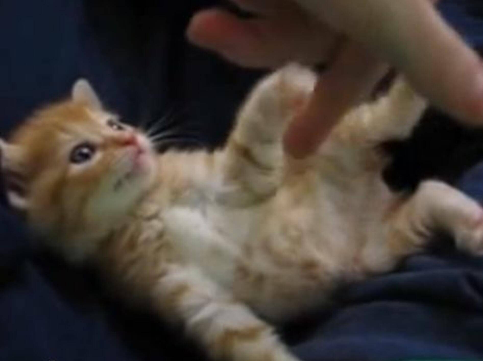 Rotes Kätzchen: Spielen macht sooo müde — Bild: Youtube / Lauren Vuchetich