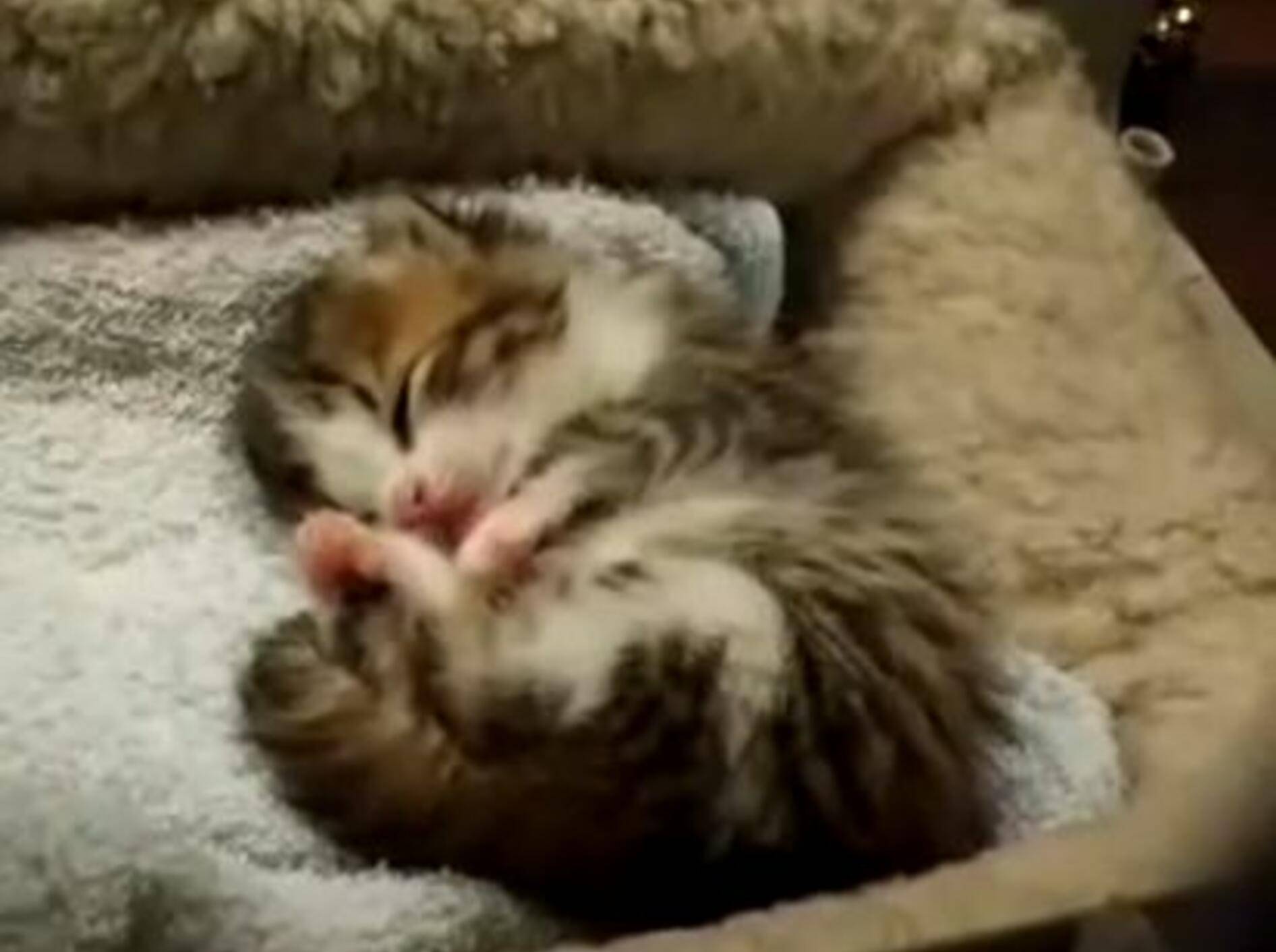 So müde: Babykatze hatte Besuch vom Sandmännchen — Bild. Youtube / jineaster91