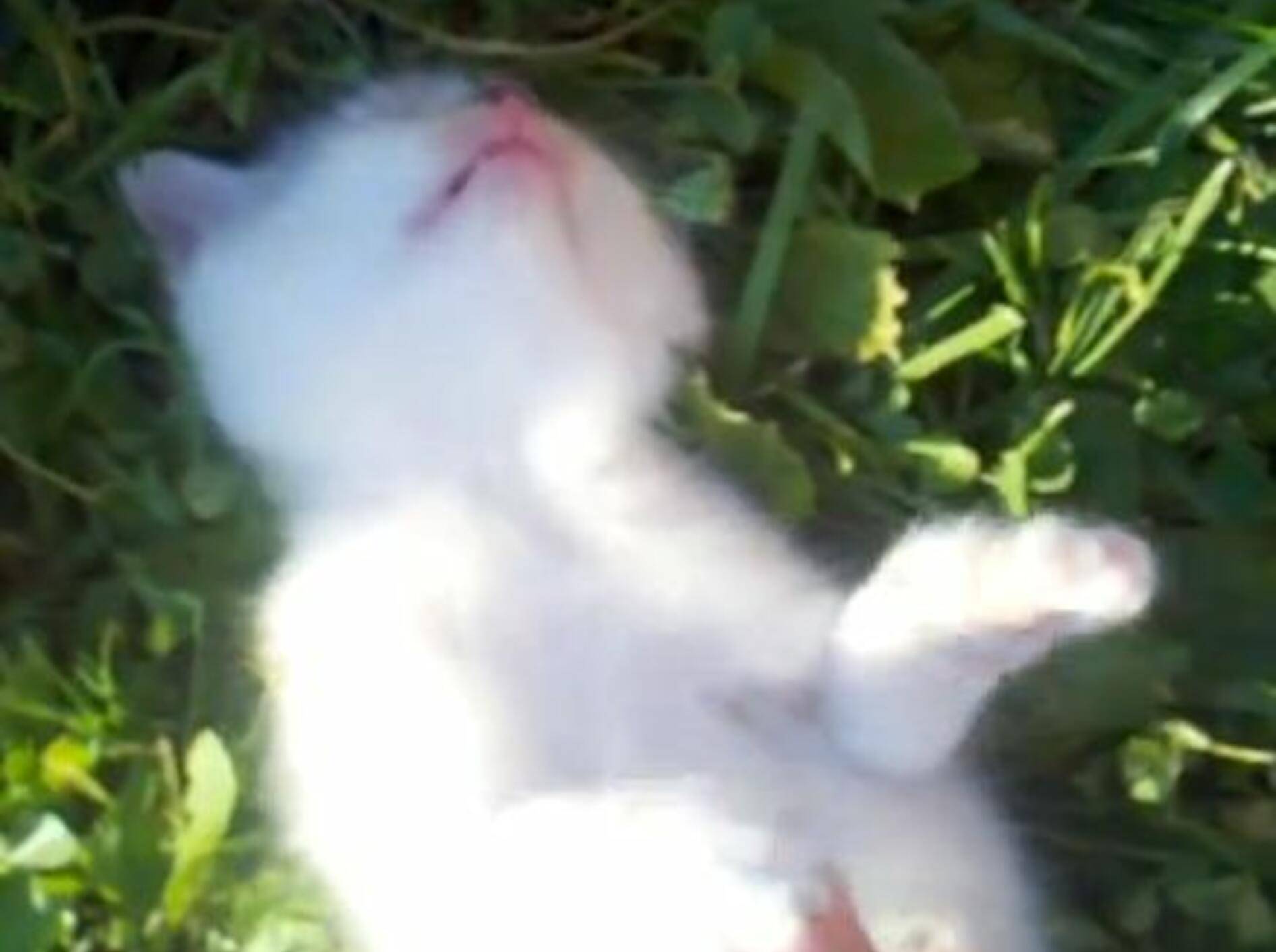 Klitzekleiner Kuschelfreund ist sooo glücklich — Bild: Youtube / Kyle Scobie