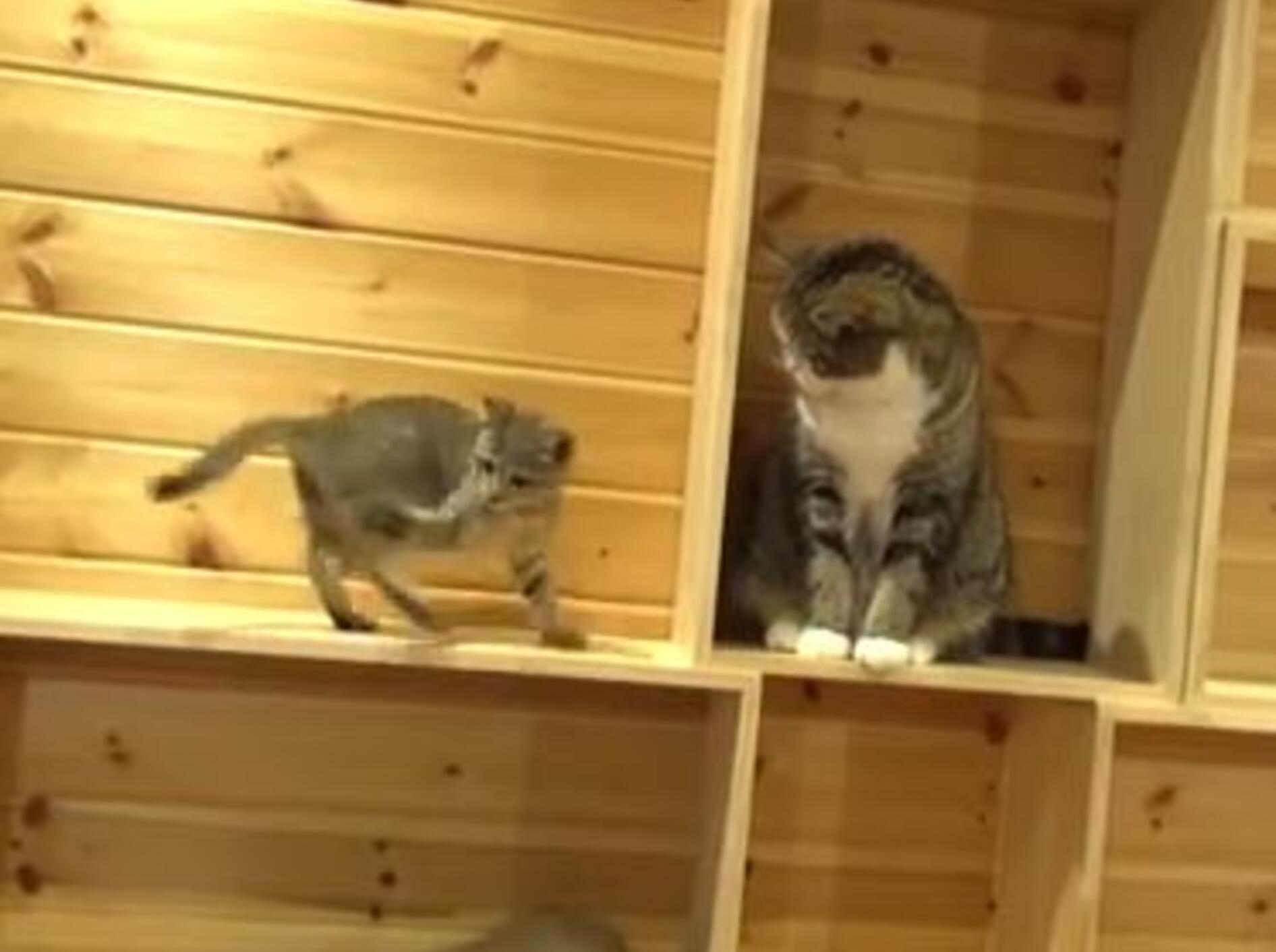 Neues von Kater Maru und seiner Freundin Hana — Bild: Youtube / mugumogu