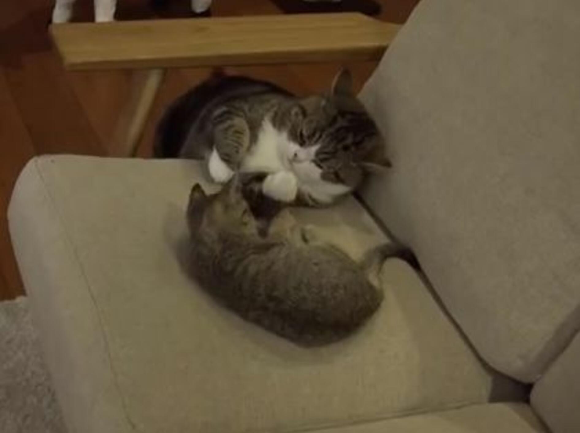 Marus neue Spielgefährtin: Vorhang auf für die süße Hana — Bild: Youtube / mugumogu