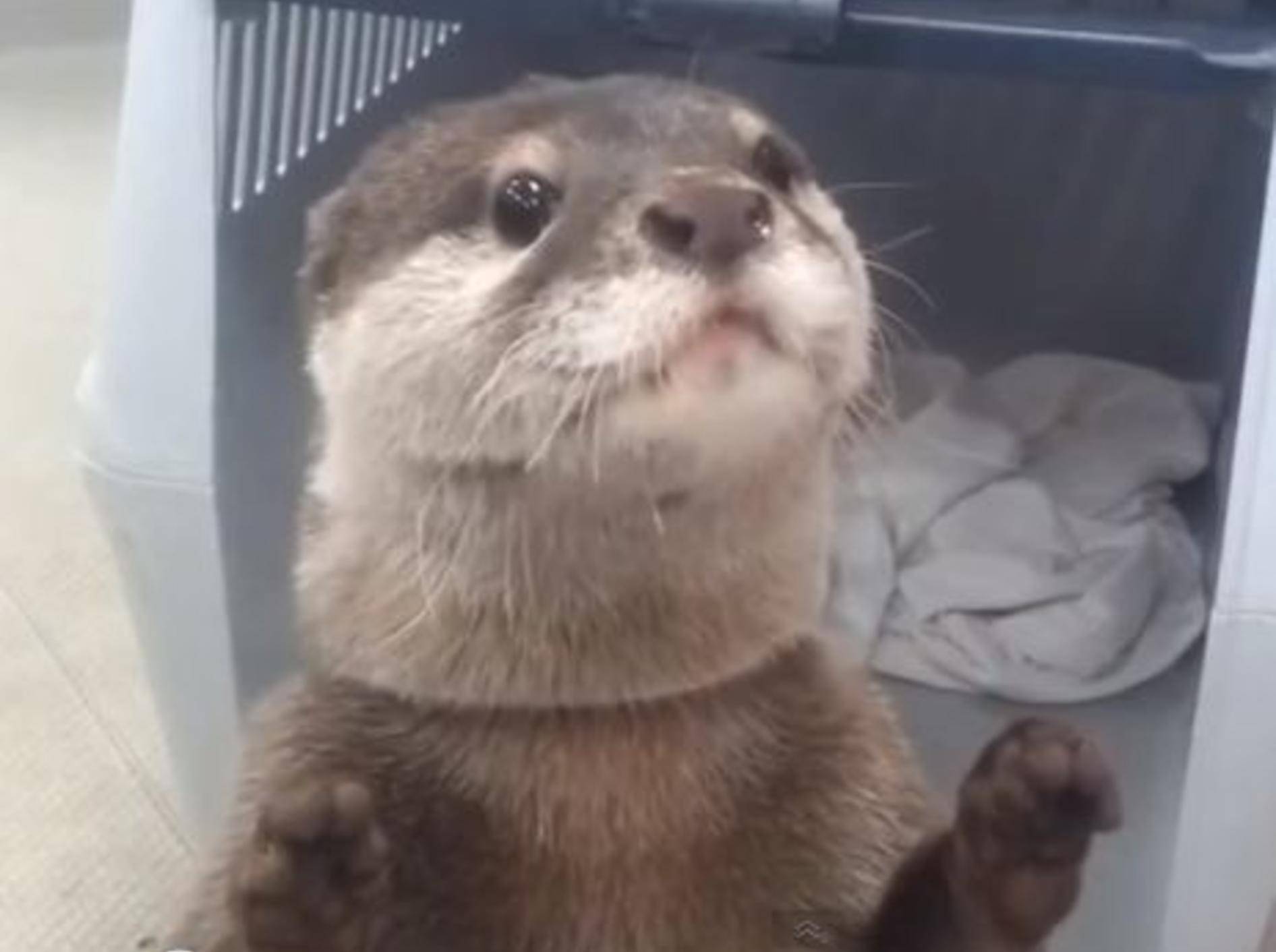 Fleißig, fleißig: Süßer Otter spielt Getränkelieferant — Bild: Youtube / Viral Fiber