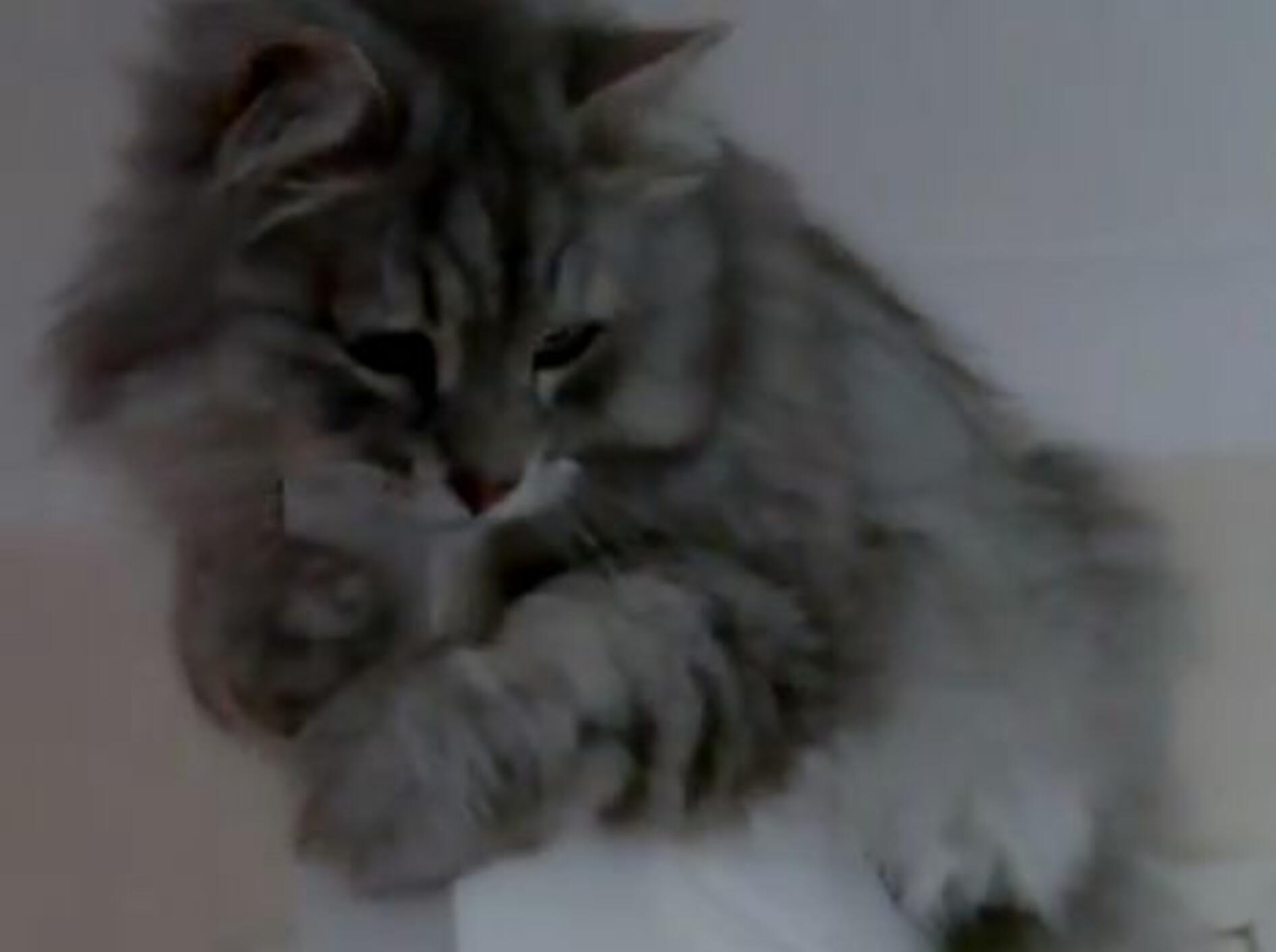 Sibirische Katze klettert gern hoch hinaus — Bild: Youtube / SiberianCatCapers