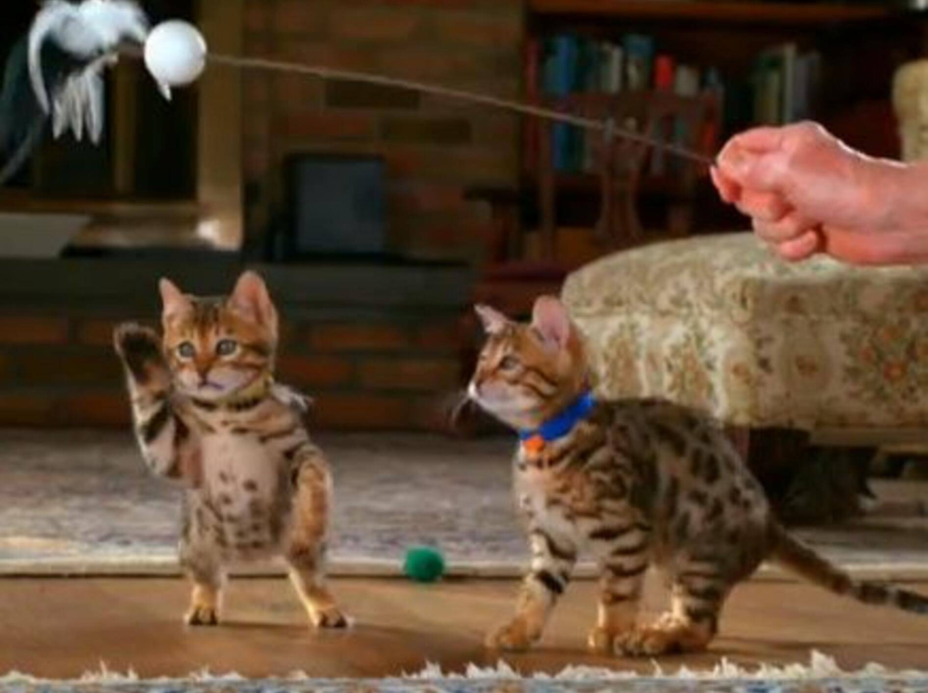 Immer wieder schön: Katzen in Slow Motion — Bild: Youtube / Animal Planet