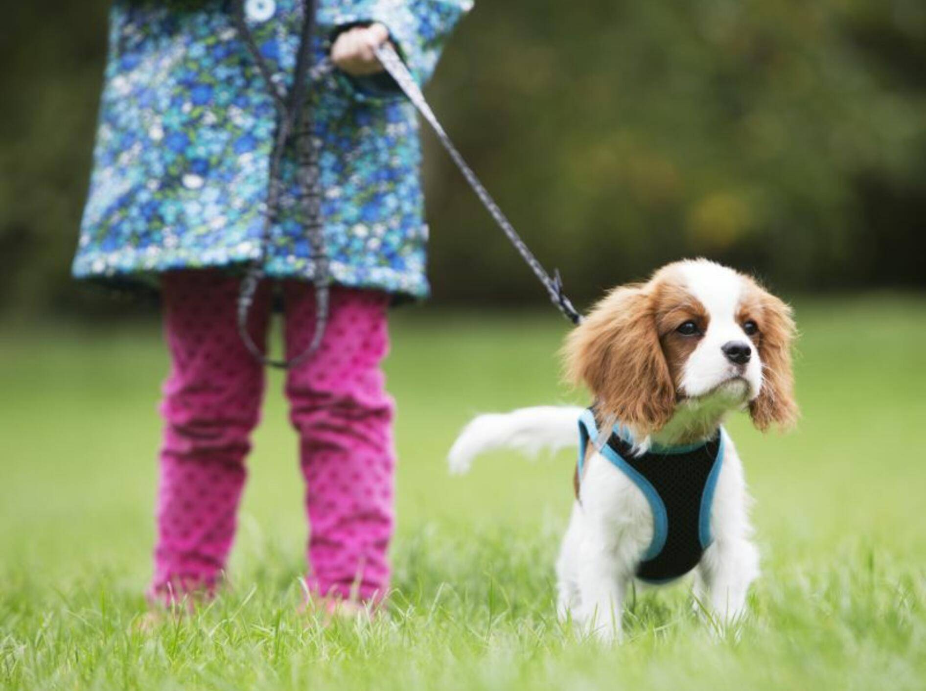 Läufige Hündinnen führt man am besten an der Leine aus — Bild: Shutterstock / Daisy Daisy