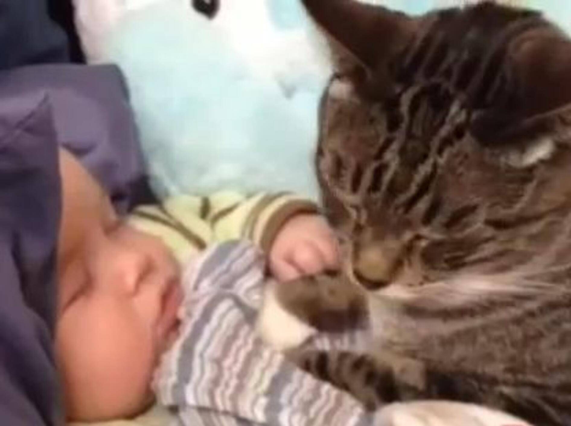 Kleine Knuddel-Compilation: Katzen und Babys — Bild: Youtube / DrunkerFail