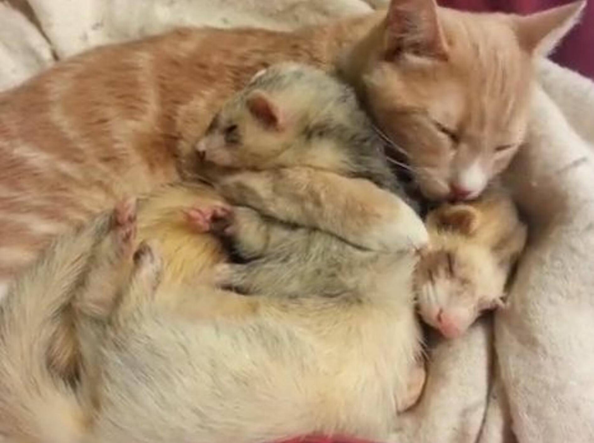 Wie süß: Drei Kuschelfreunde lassen es sich gut gehen — Bild: Youtube / mallinds