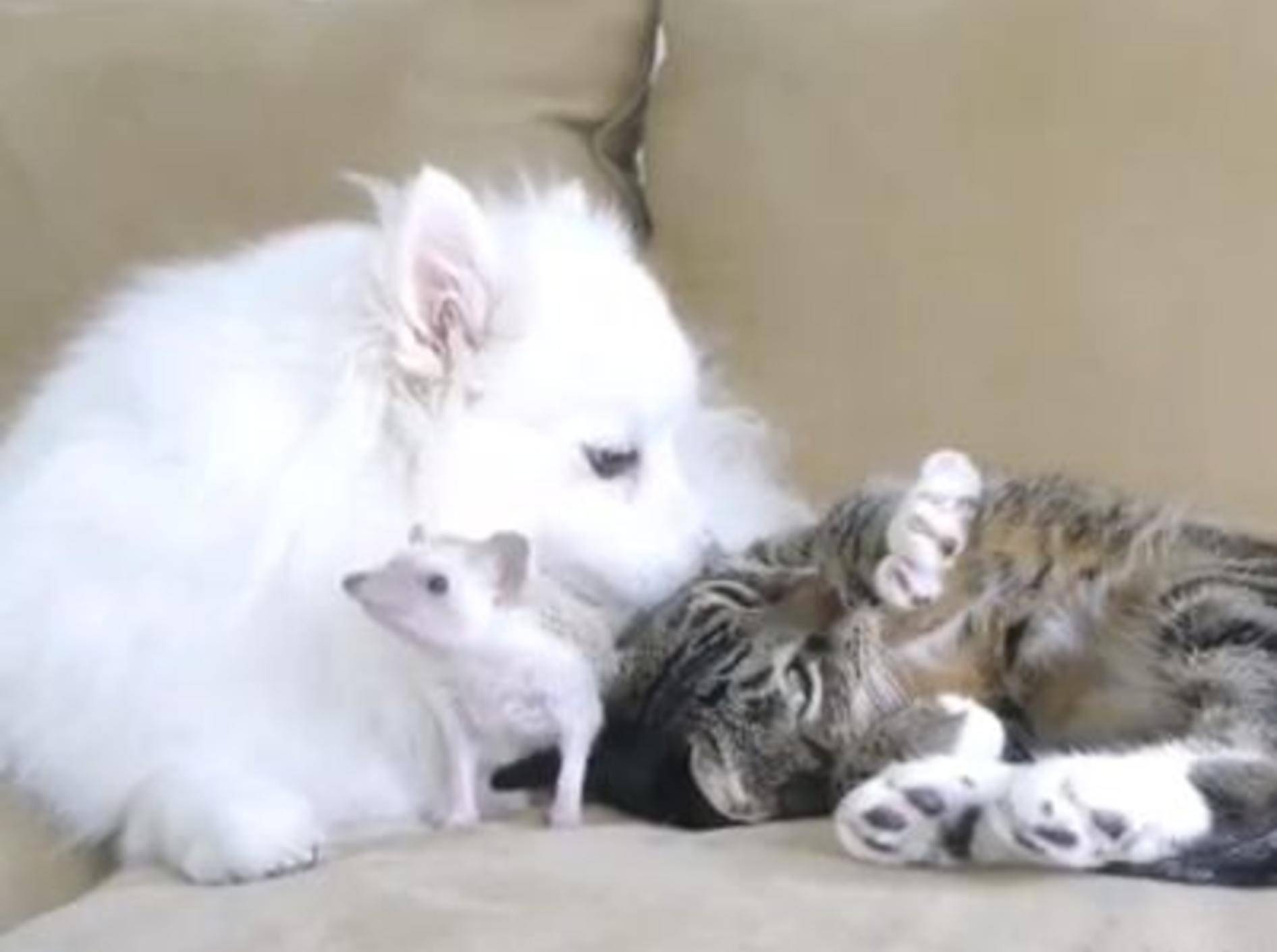 Katze, Hund und Igel sind beste Freunde der Welt — Bild: Youtube / dope2111